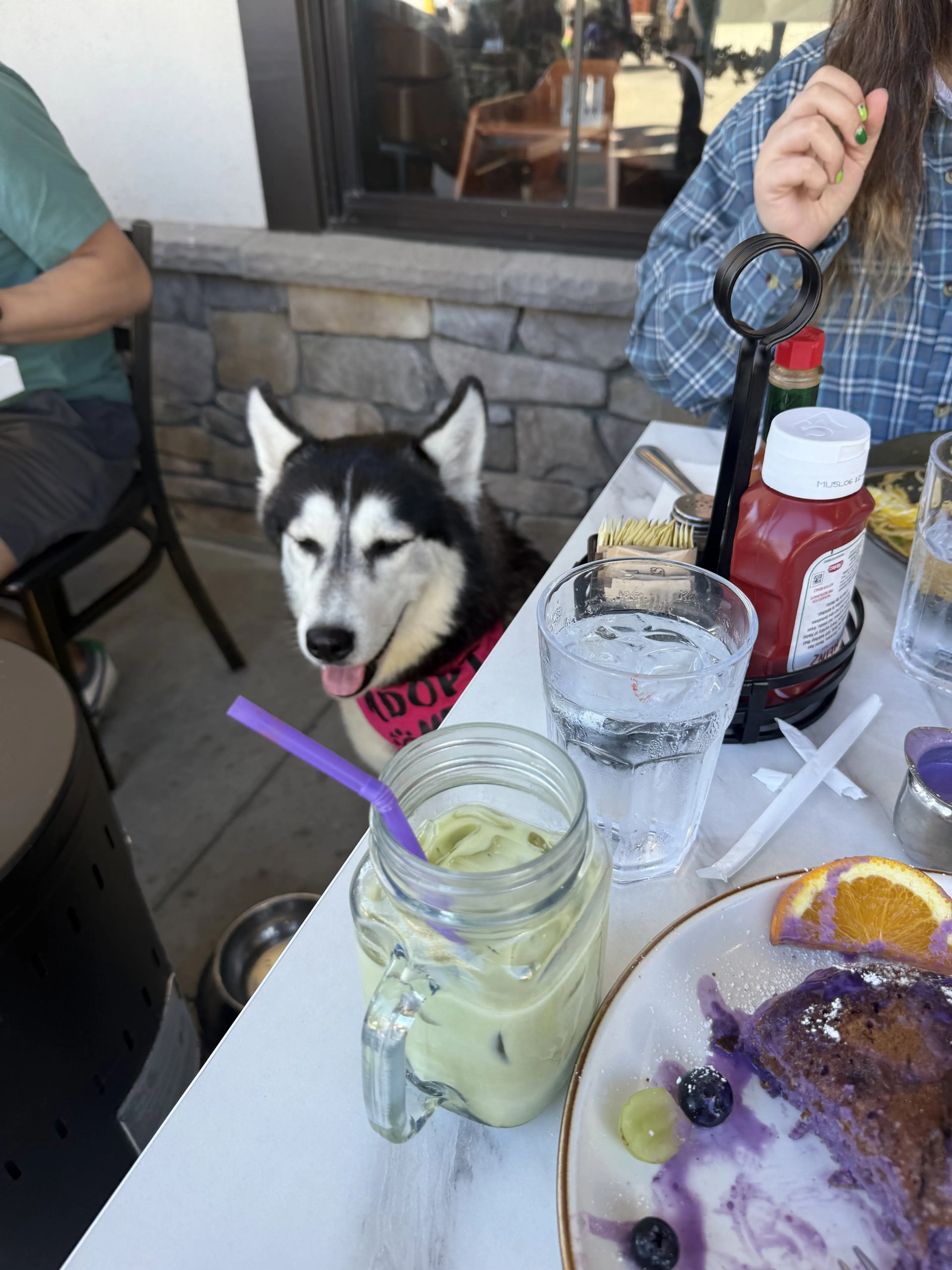 Found pet-8