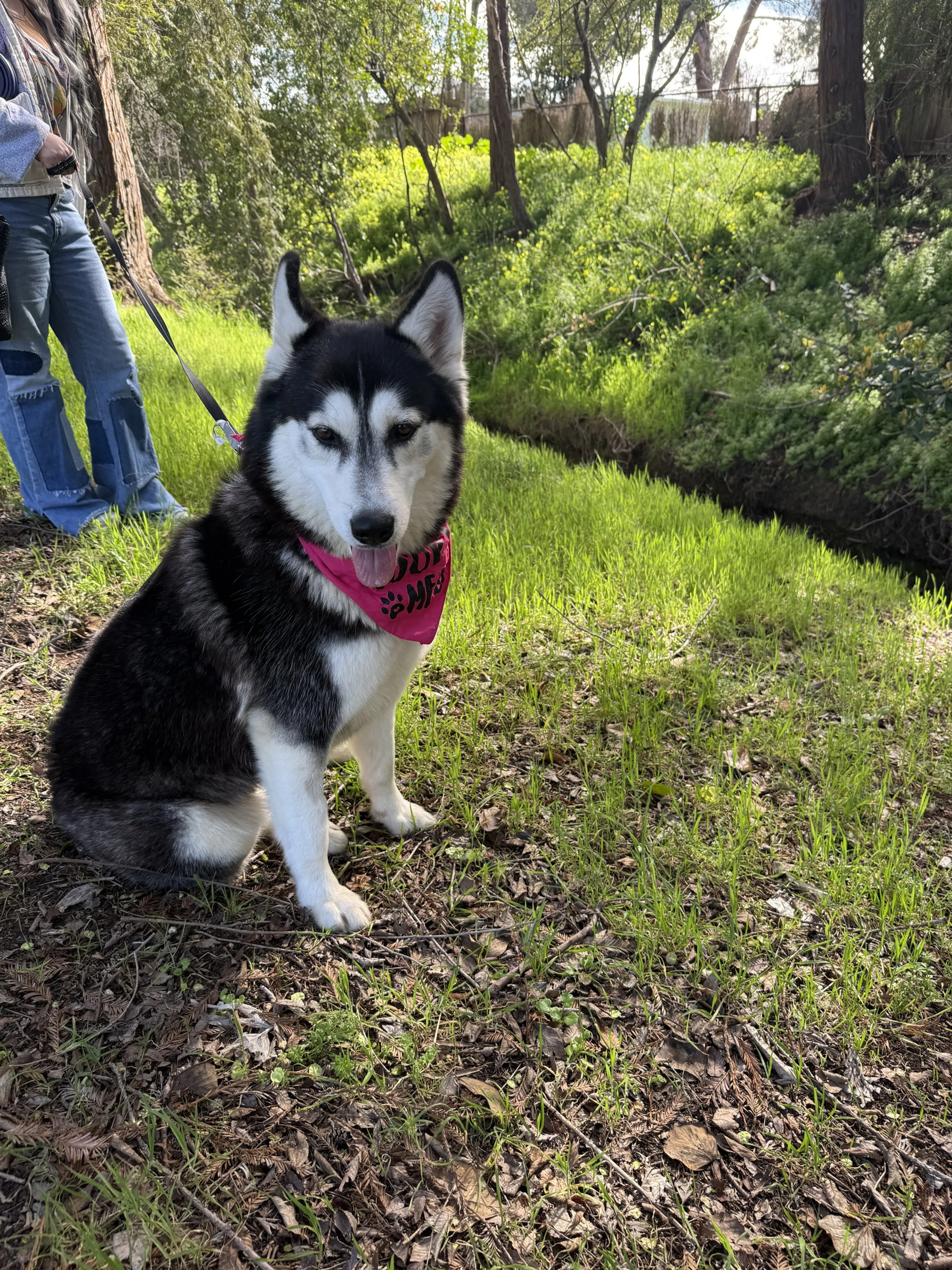 Found pet-10