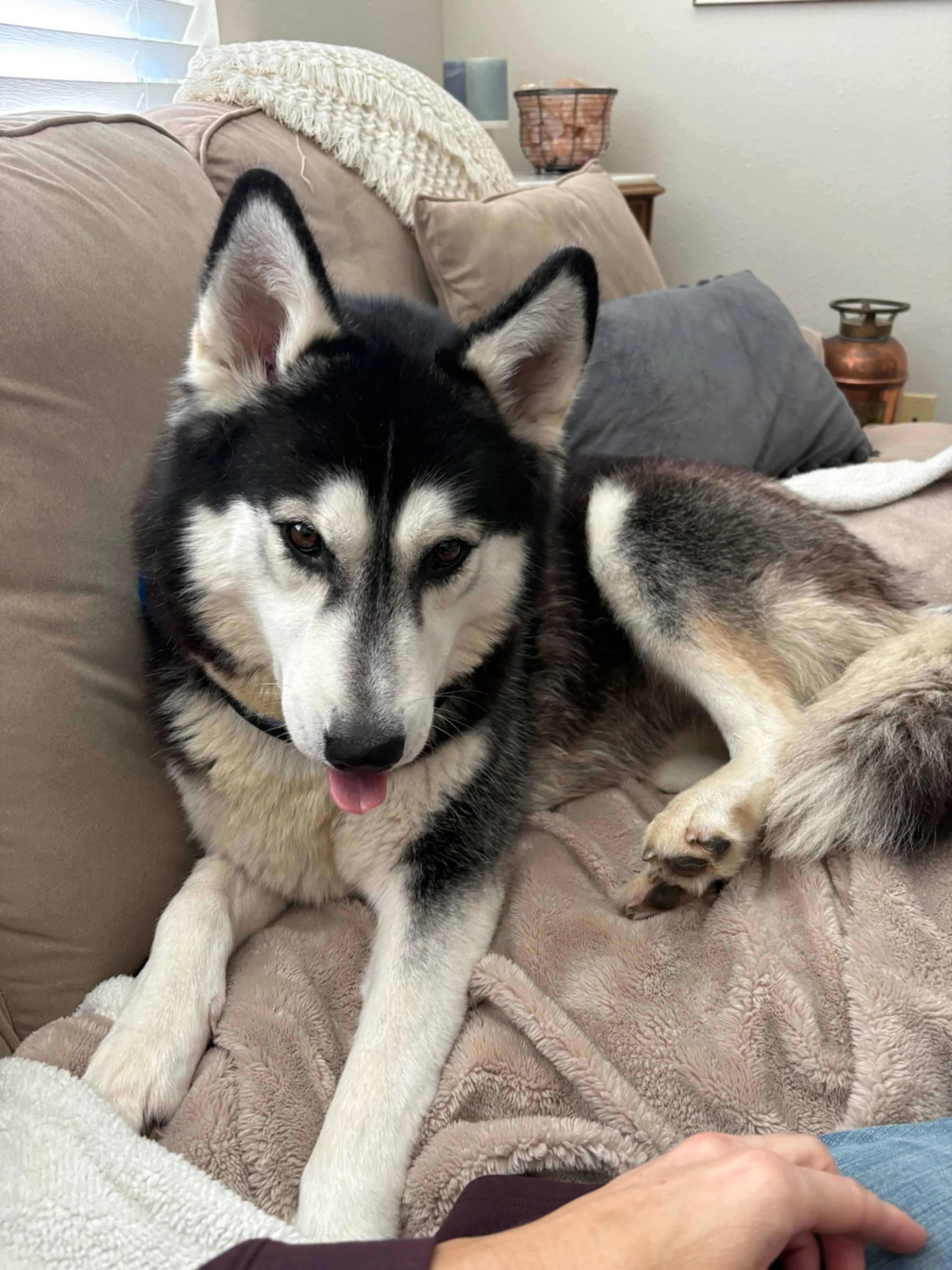 Found pet-6