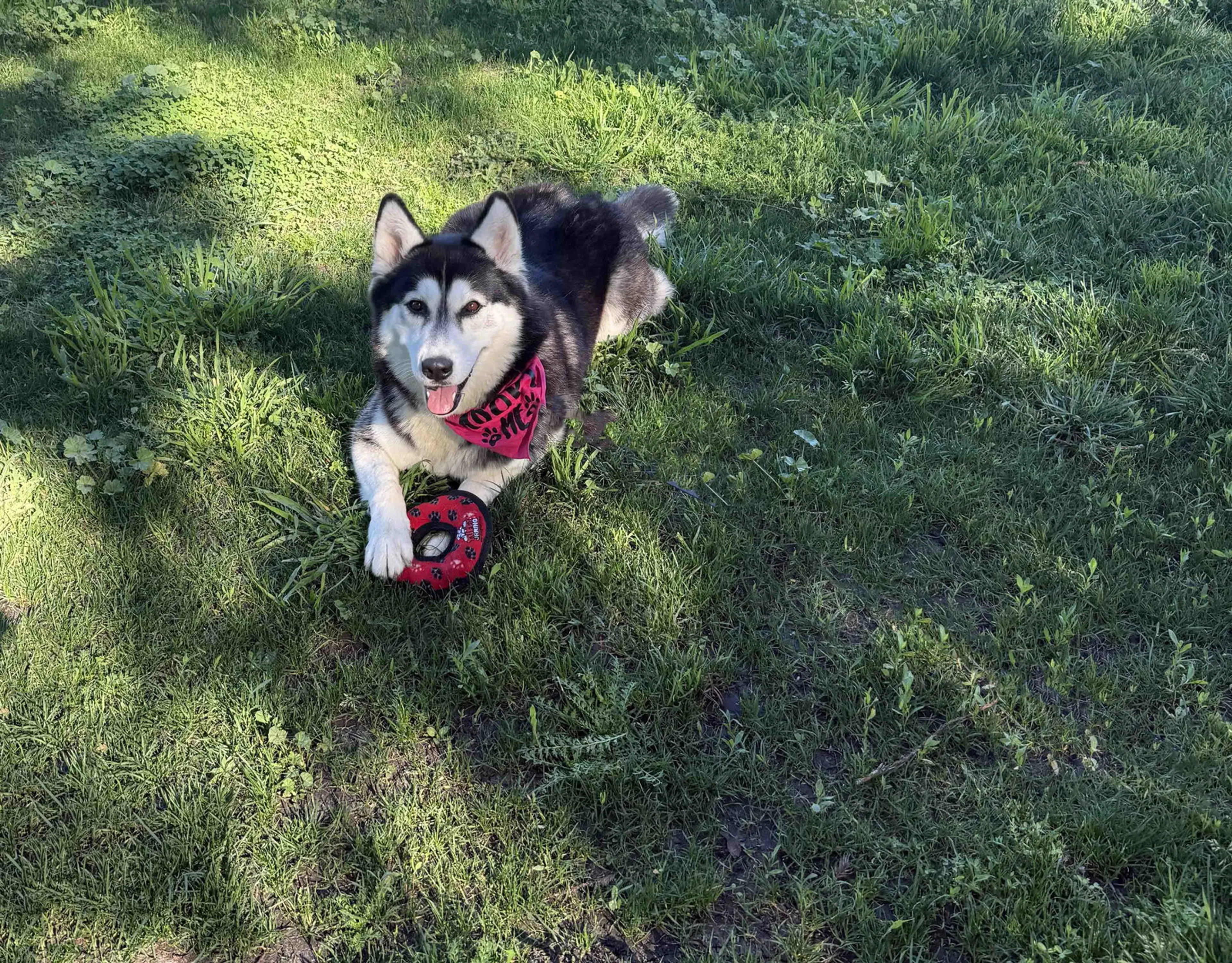 Found pet-1