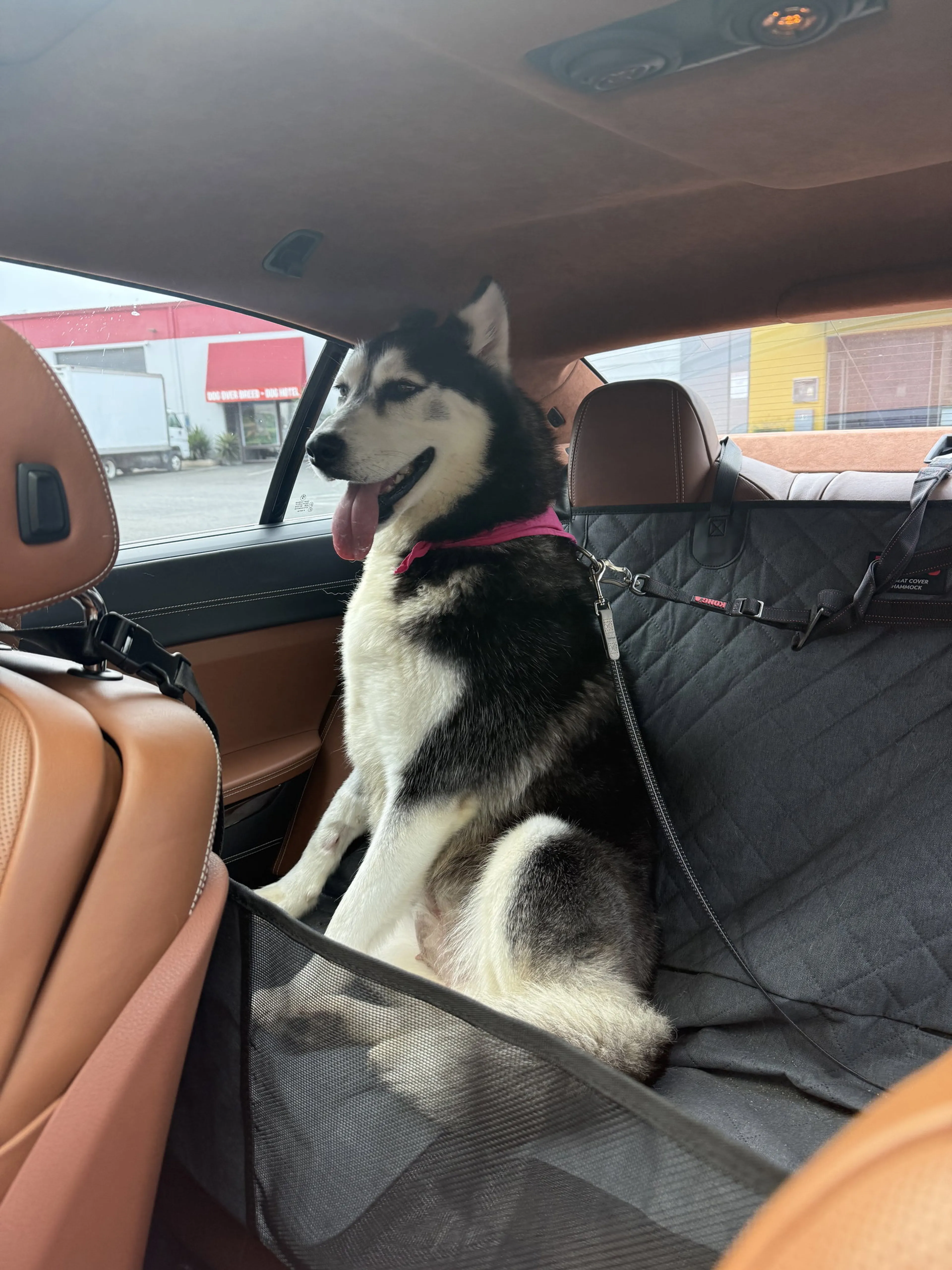 Found pet-7