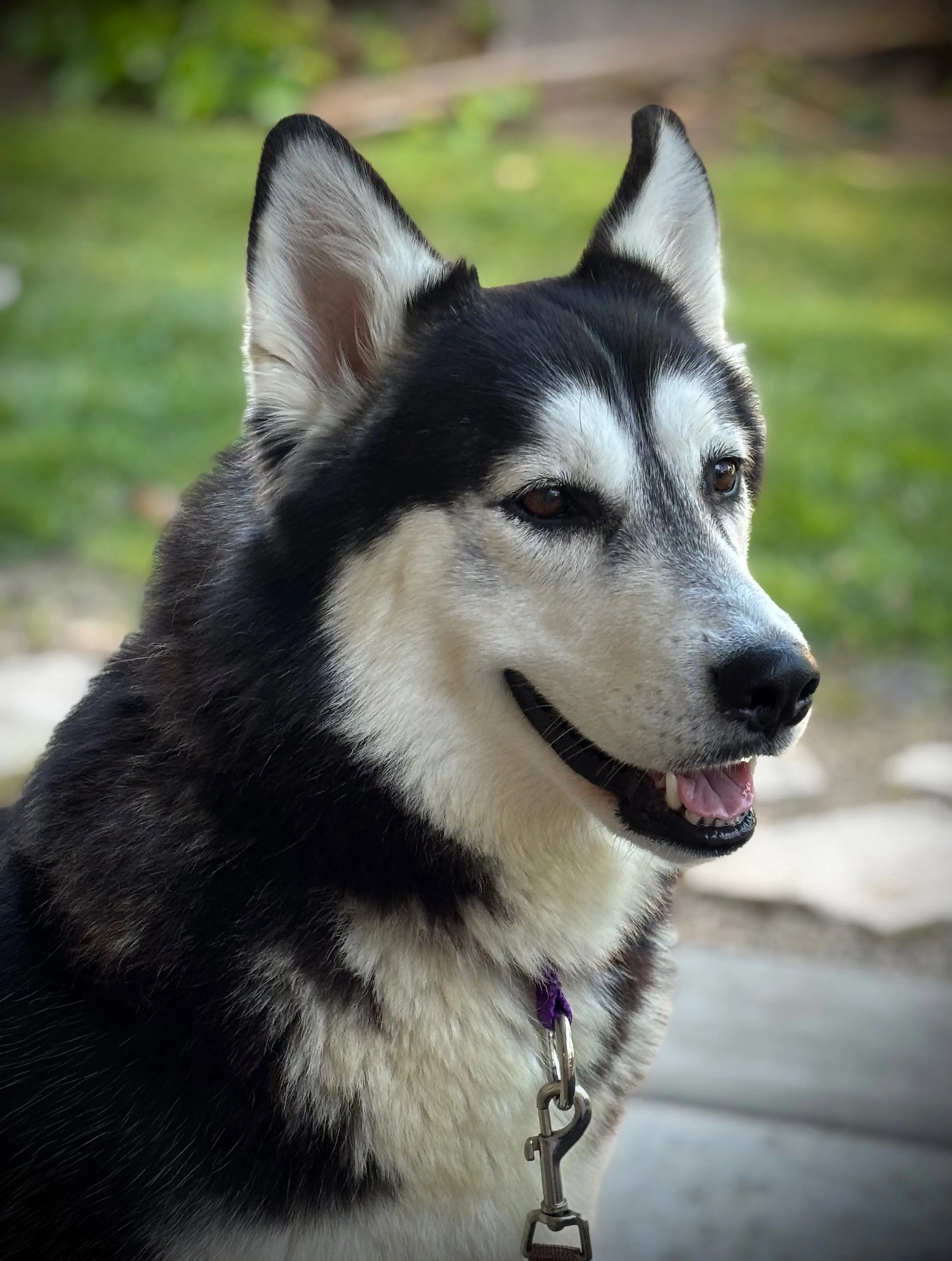 Found pet-11