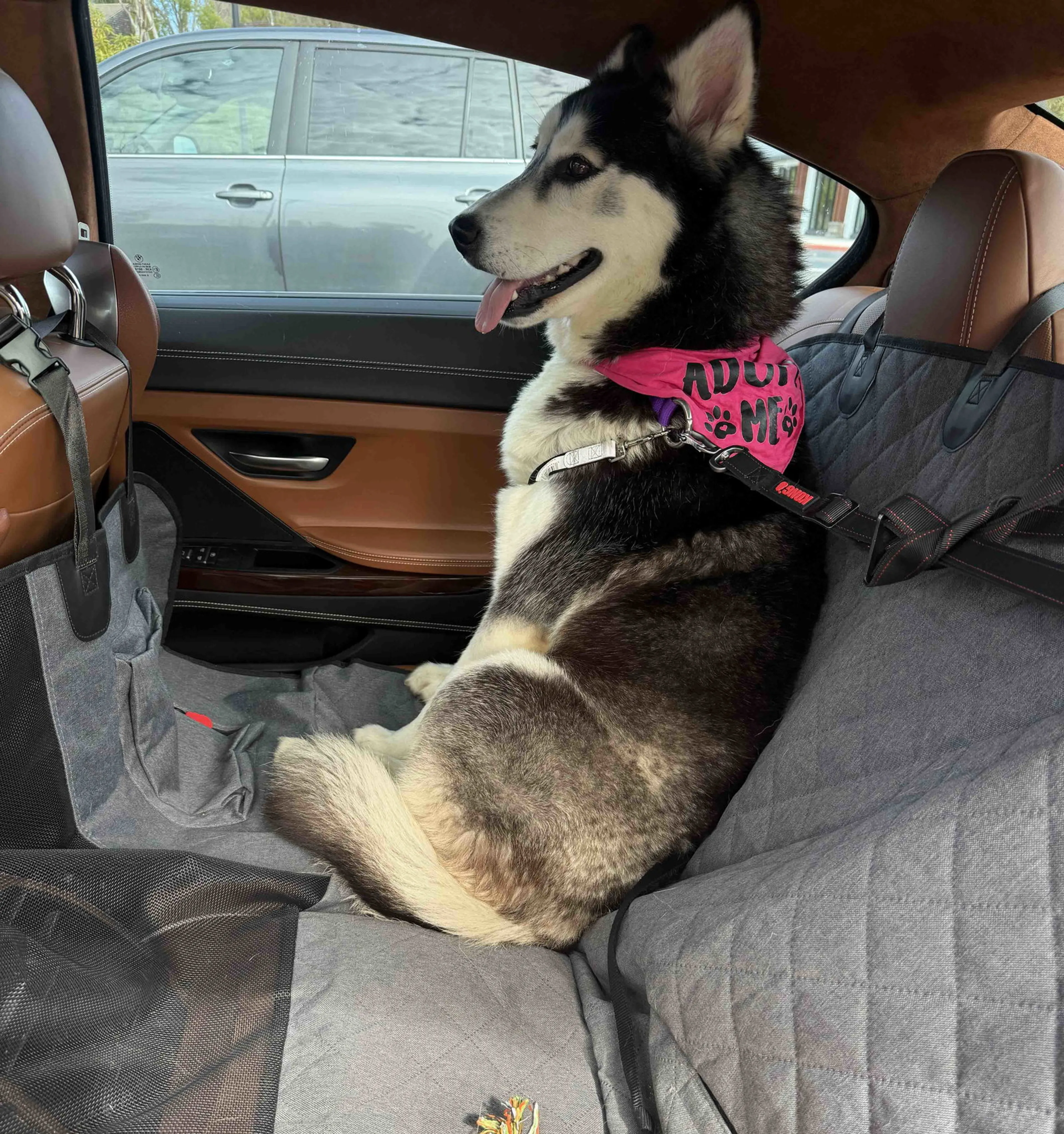 Found pet-2