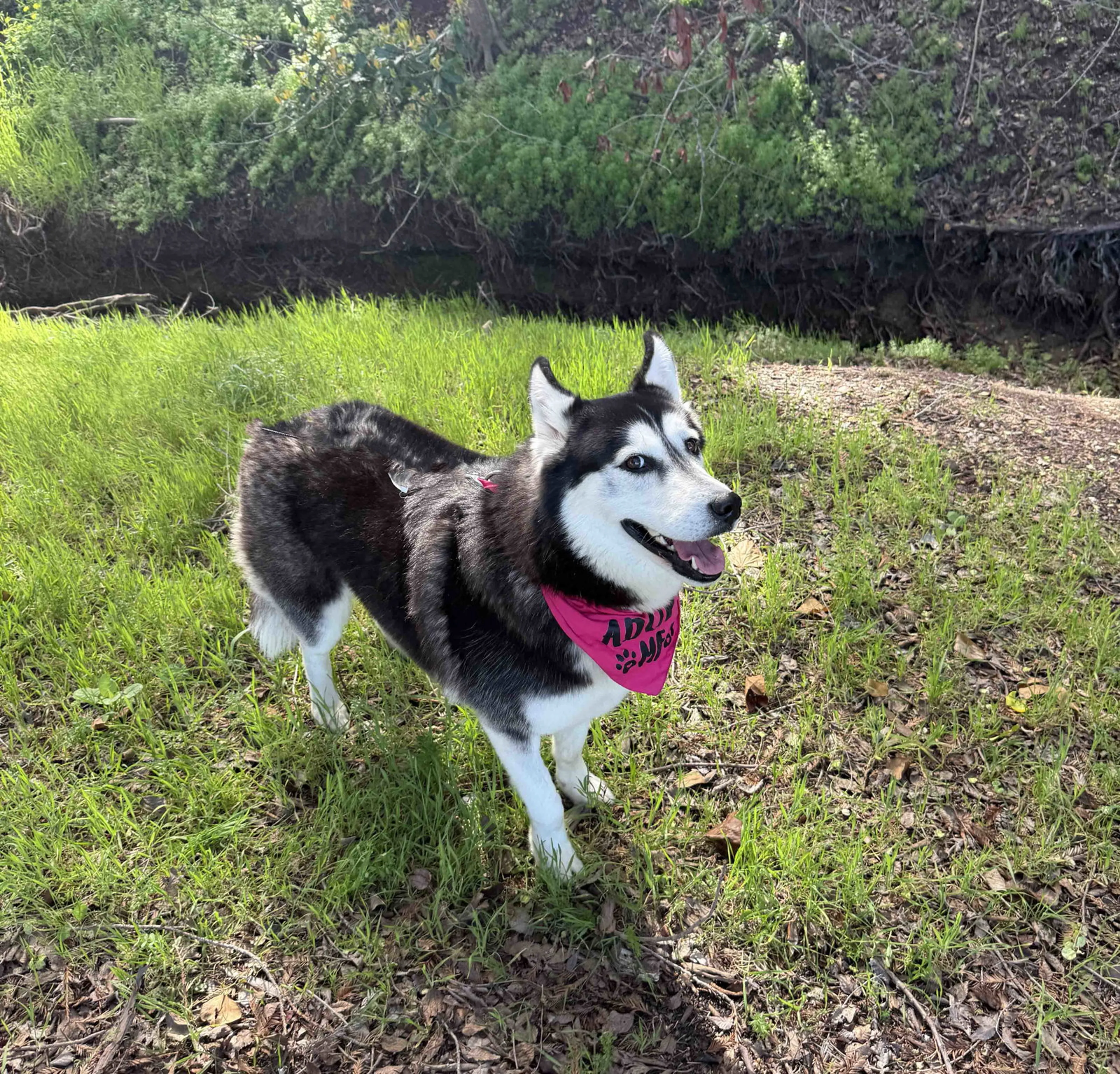 Found pet-5