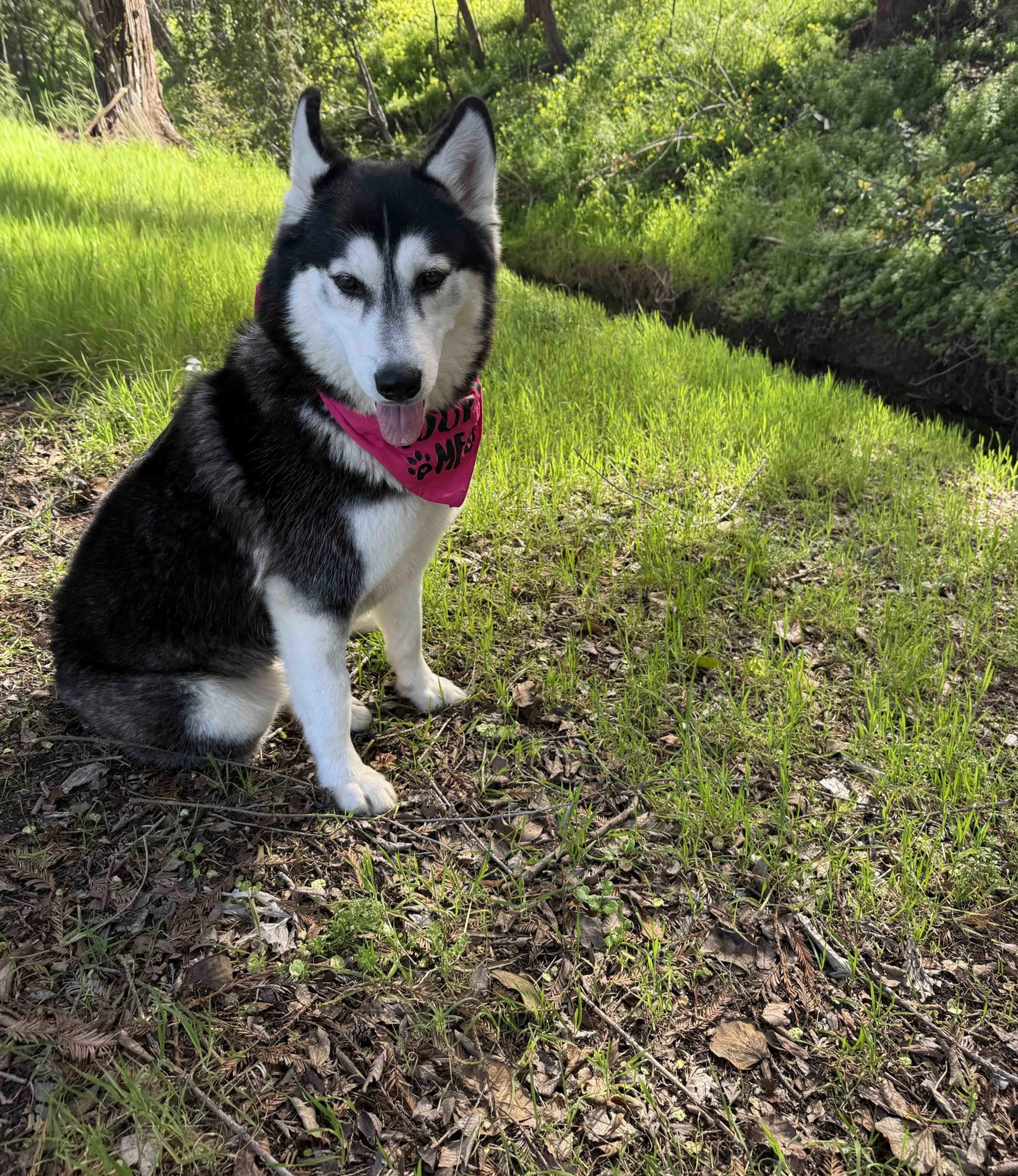 Found pet-4