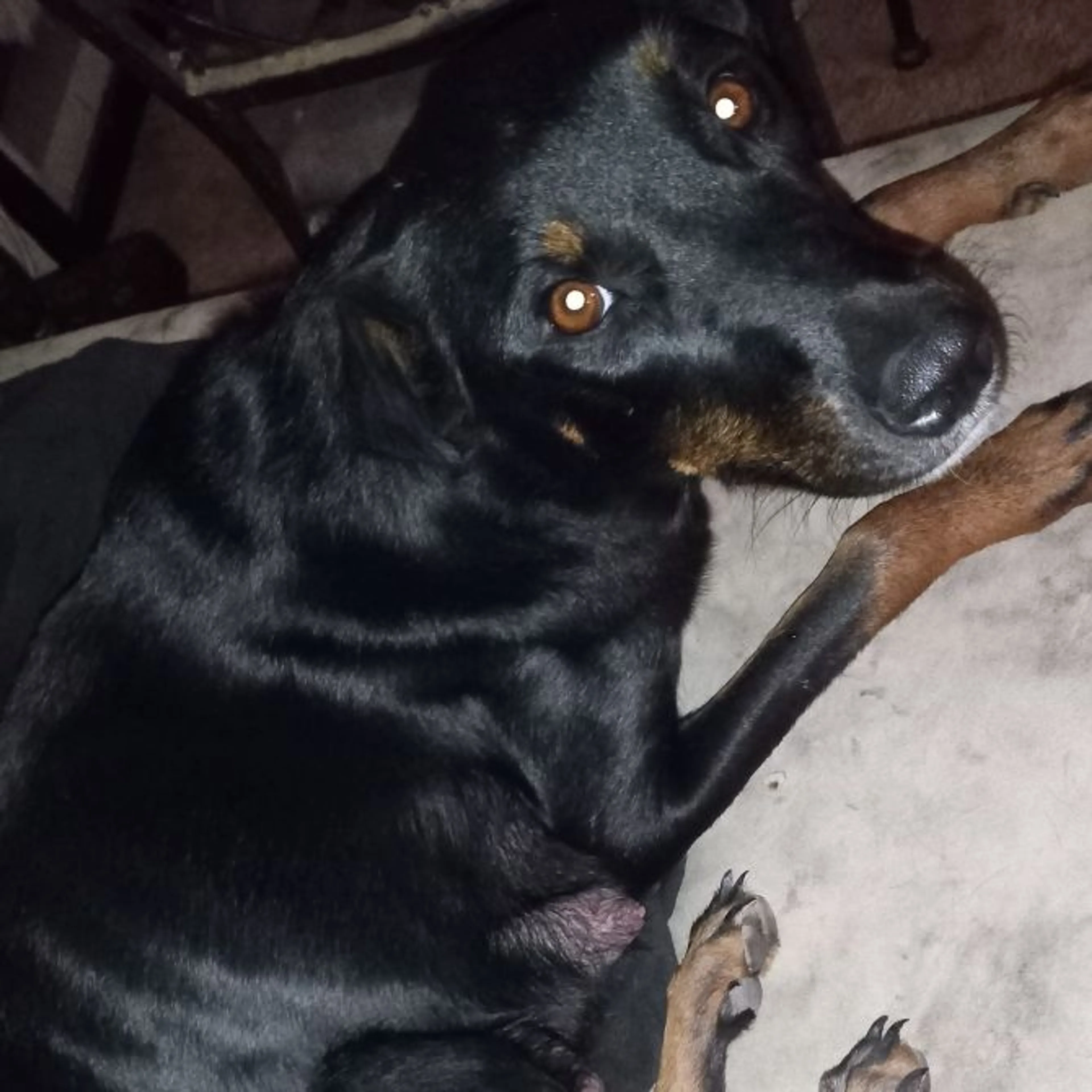 Lost pet