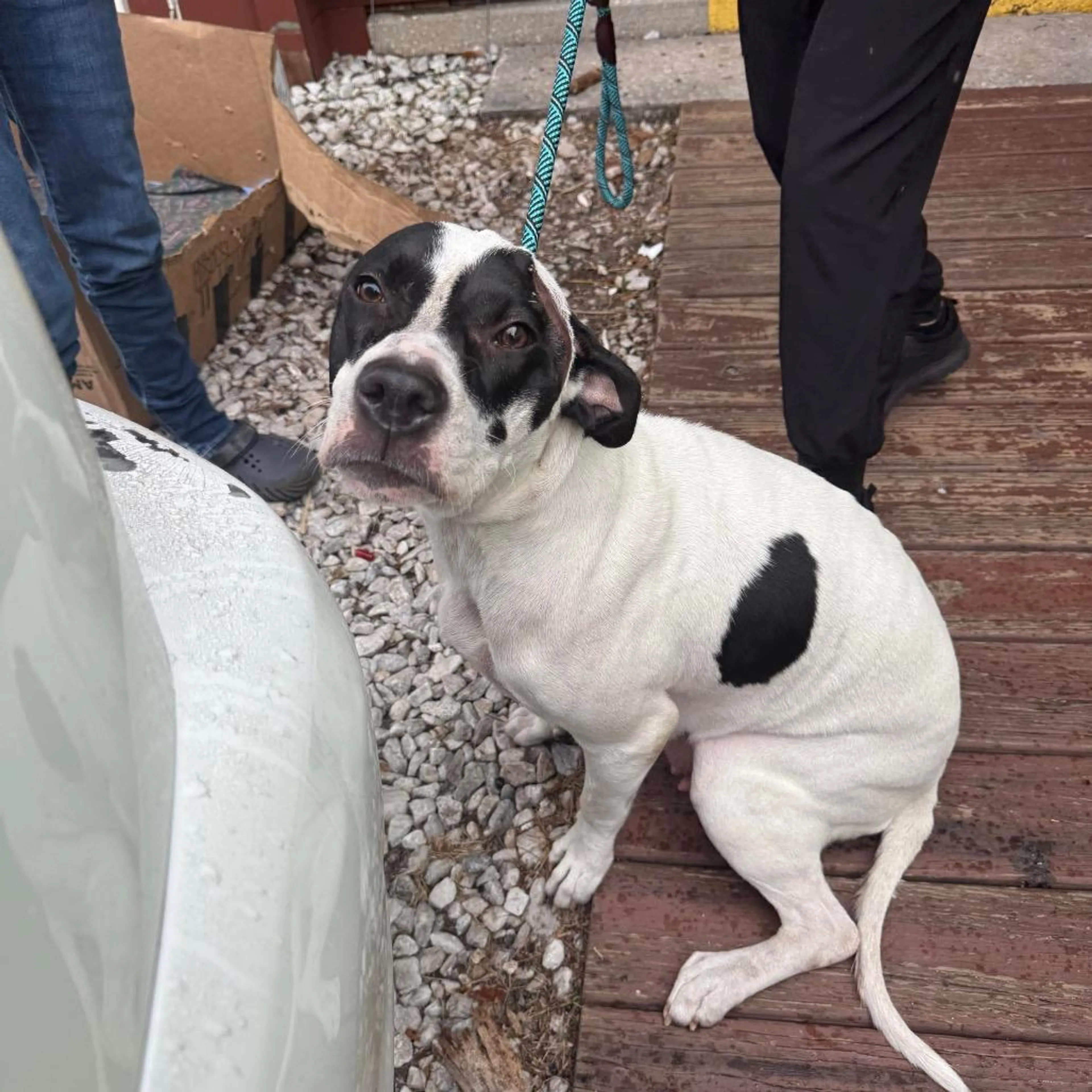 Found pet-1