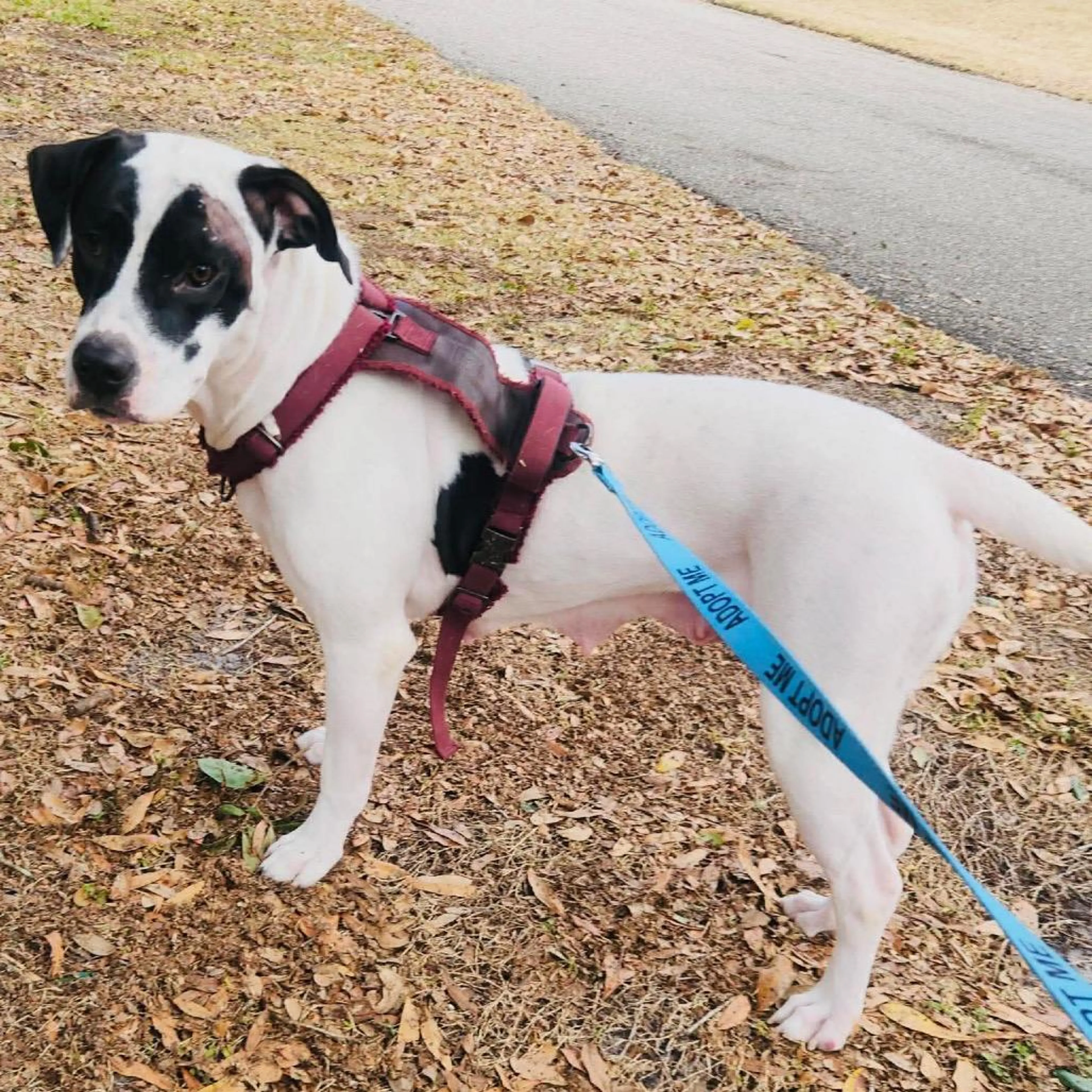 Found pet-2