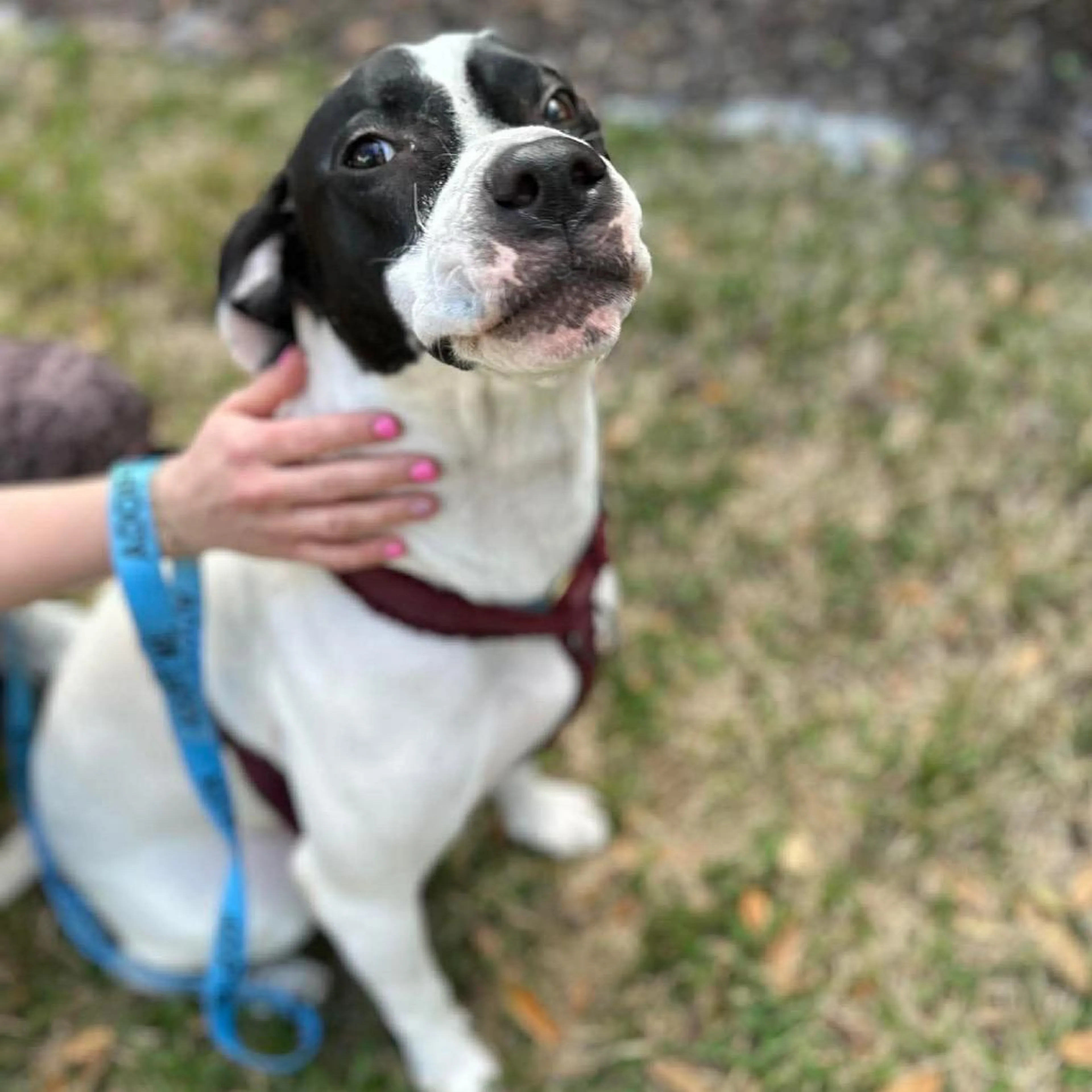 Found pet-4