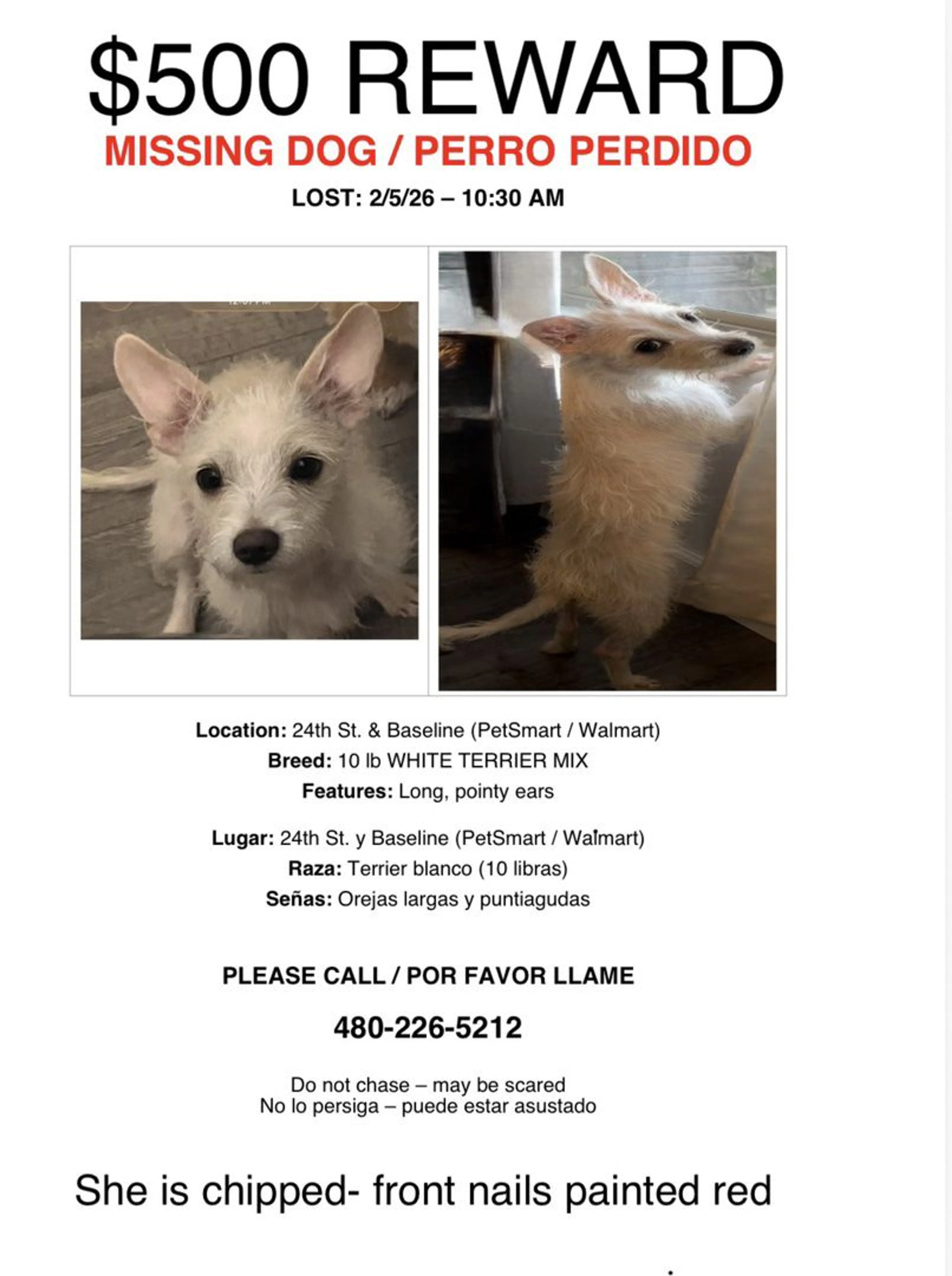 Lost pet-3