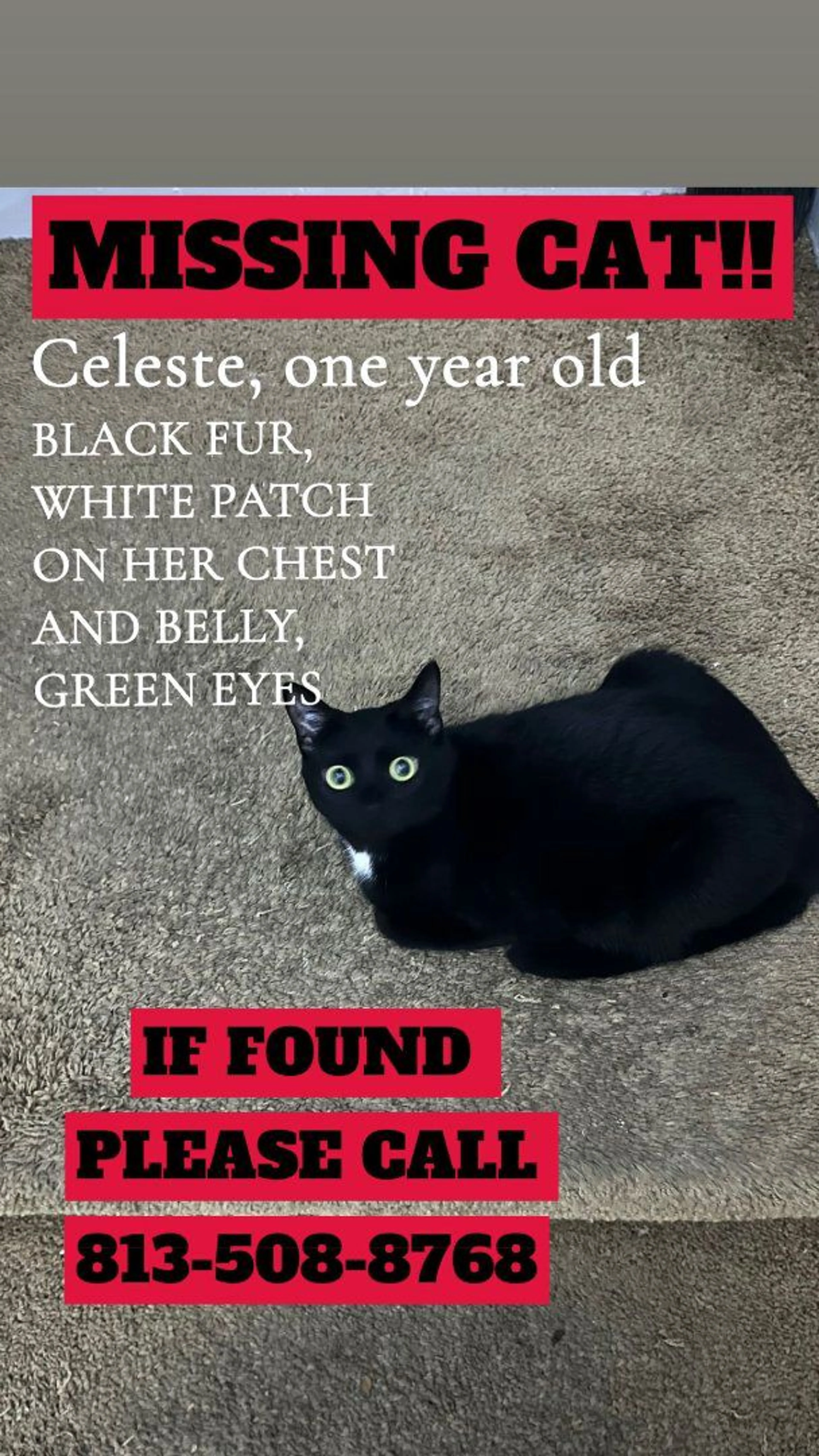 Lost pet
