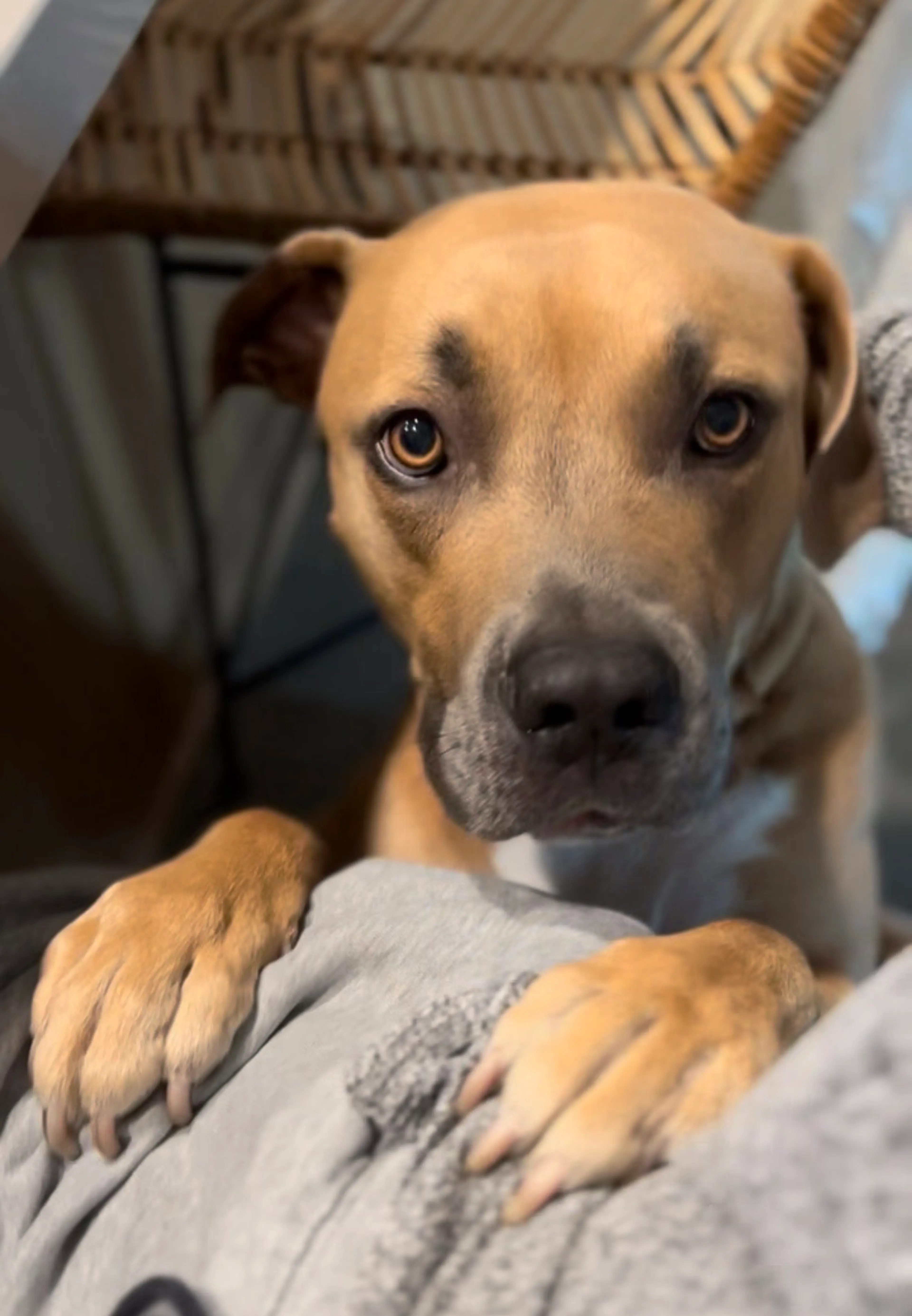 Found pet-1