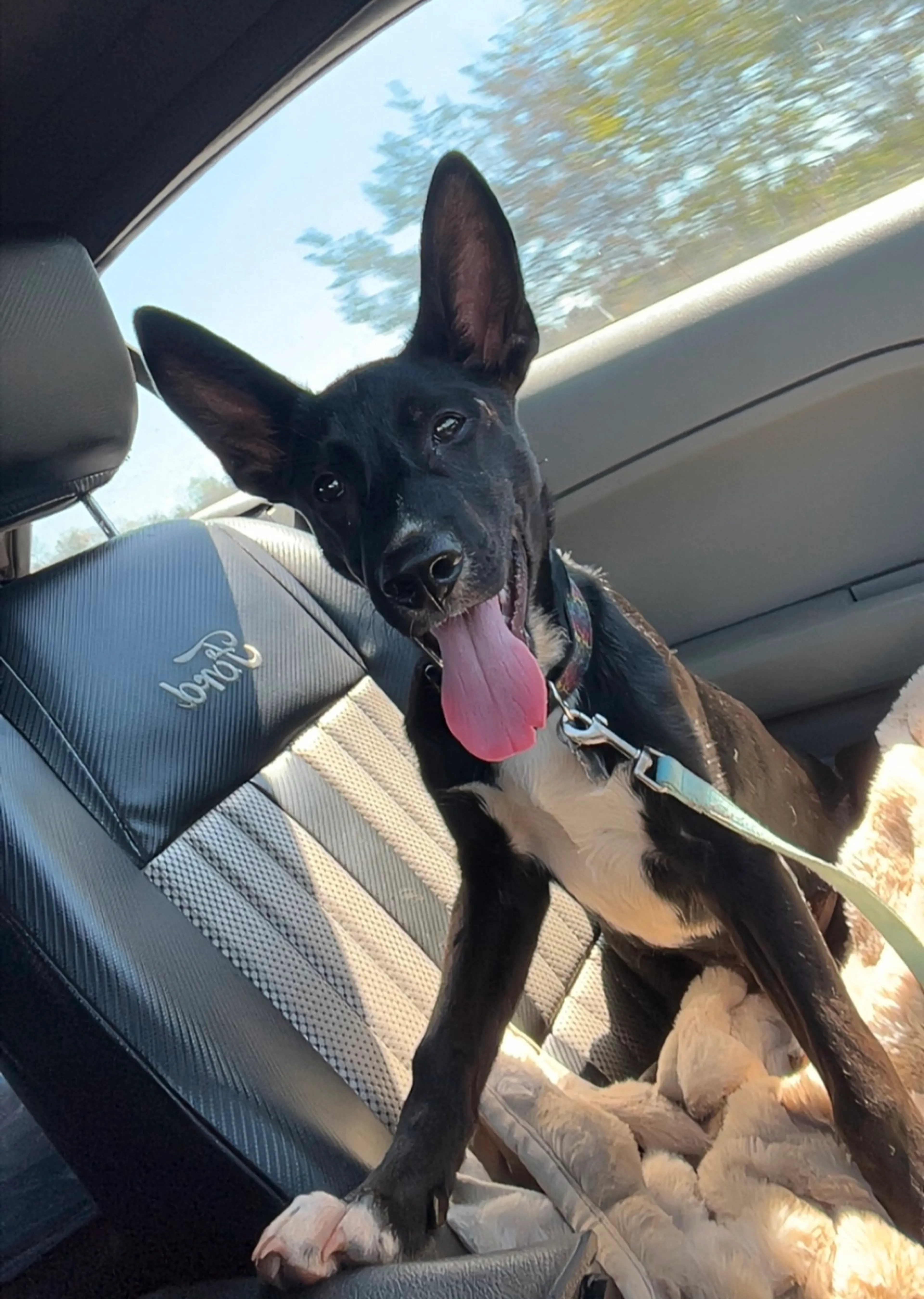 Found pet-2