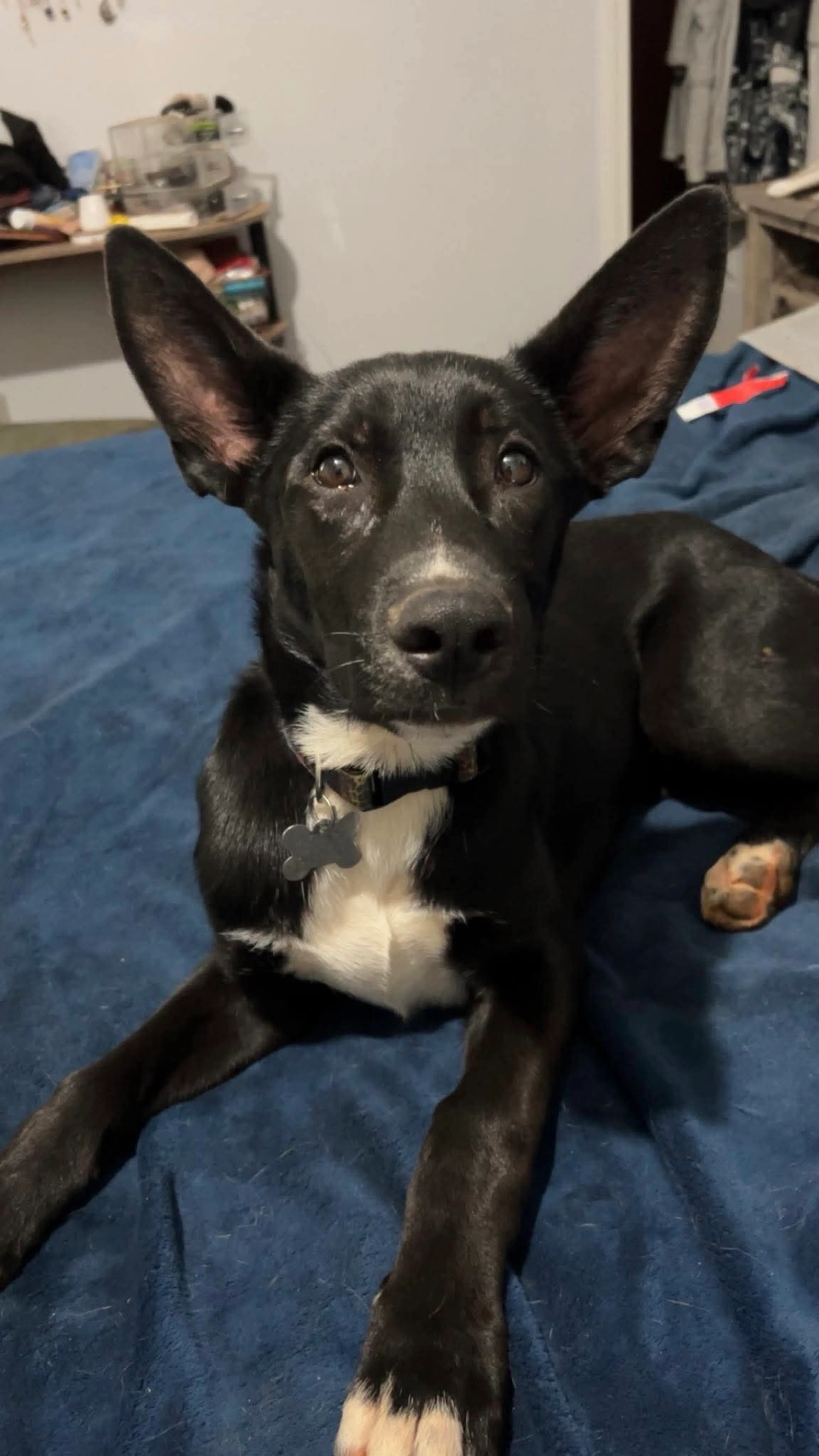 Found pet-11