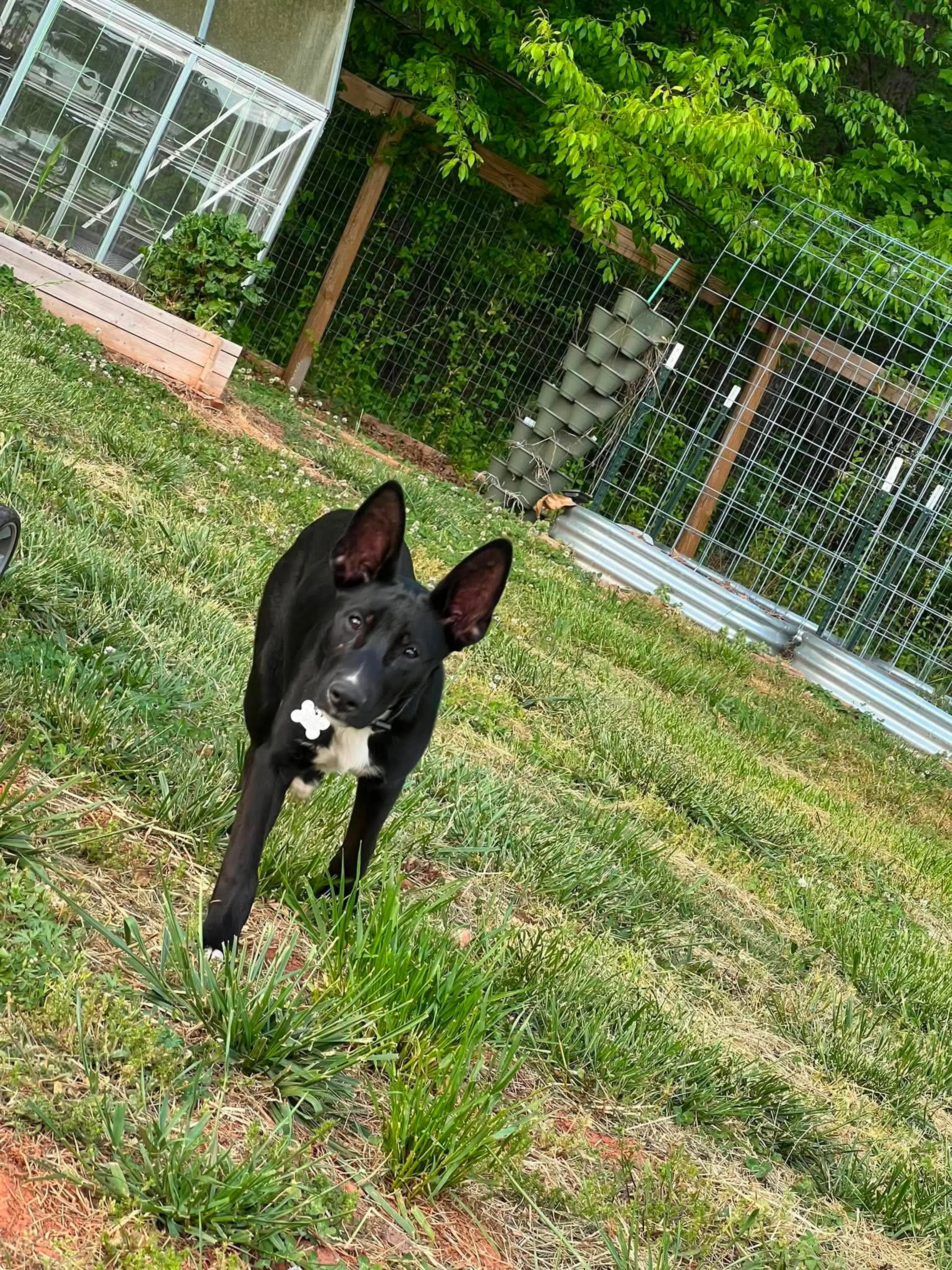 Found pet-10