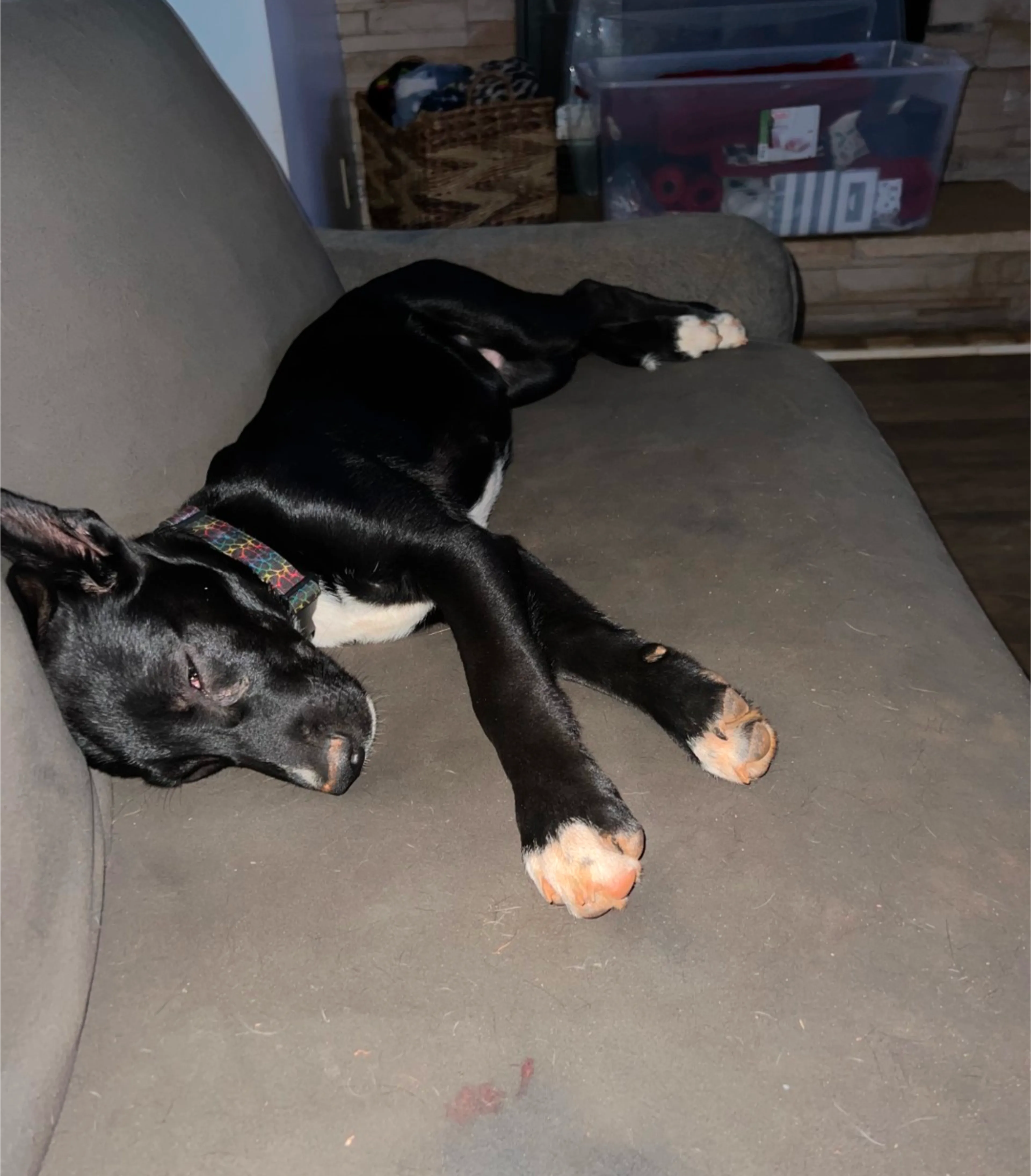 Found pet-6