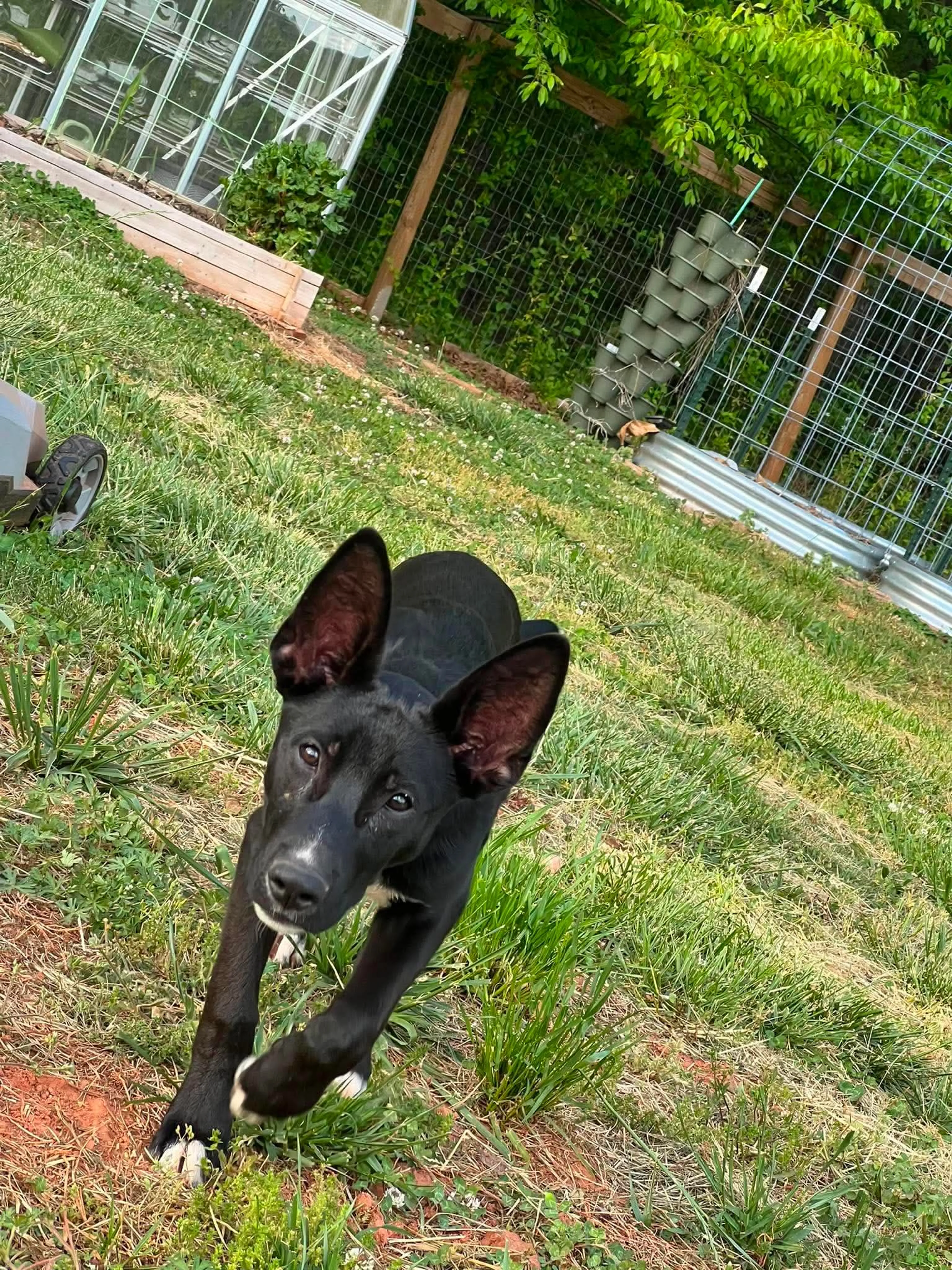 Found pet-11