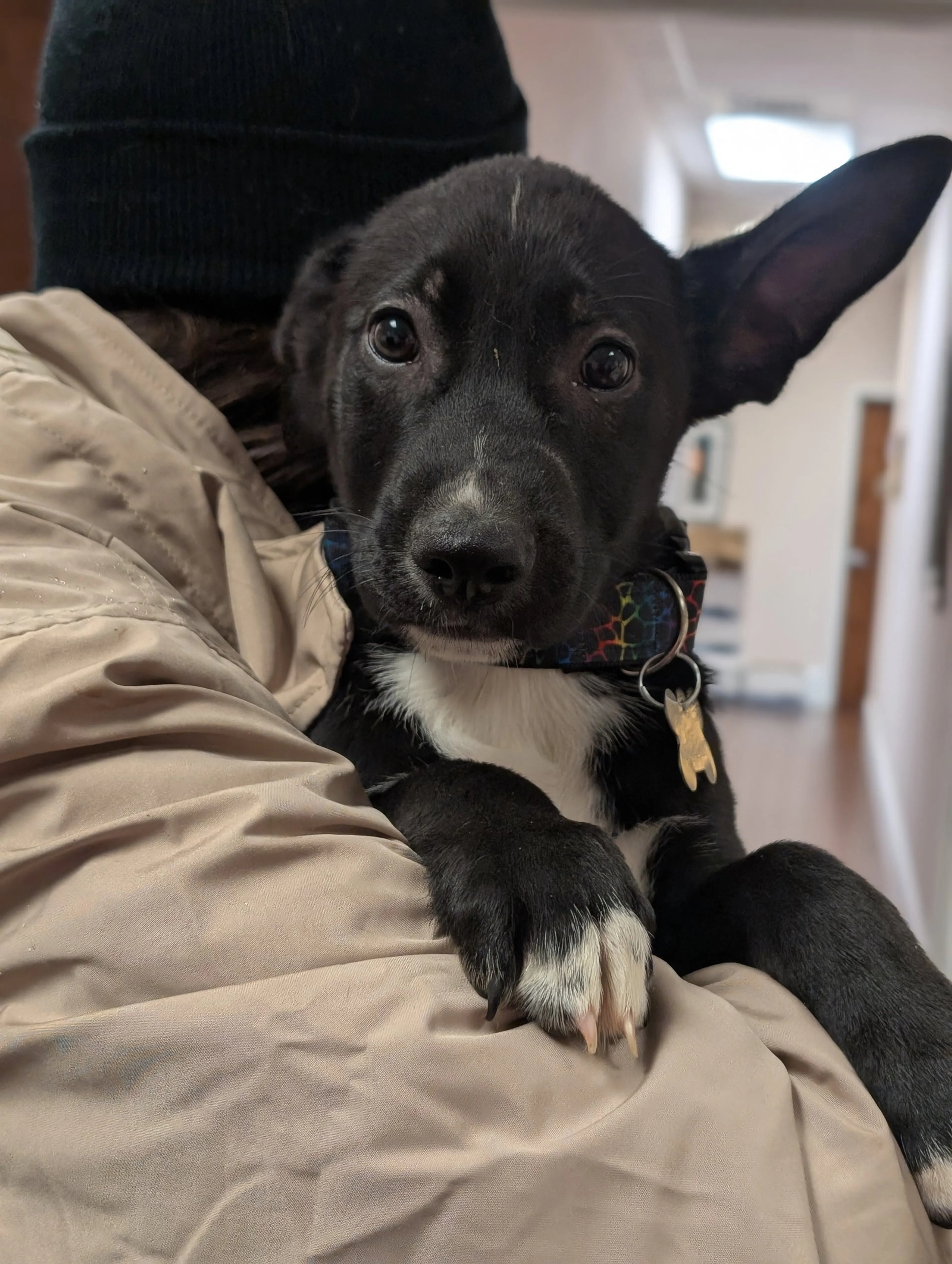 Found pet-7