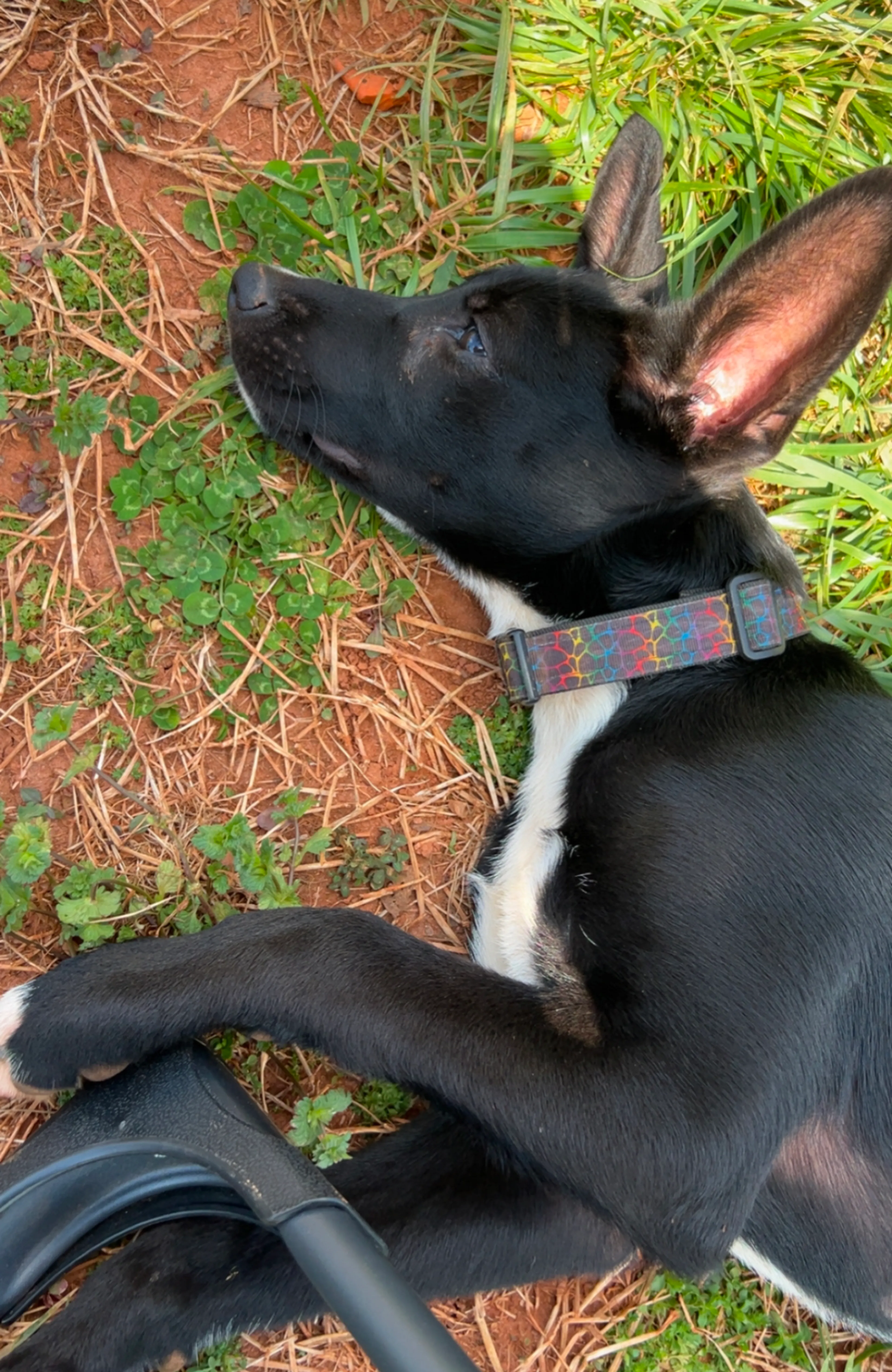 Found pet-4