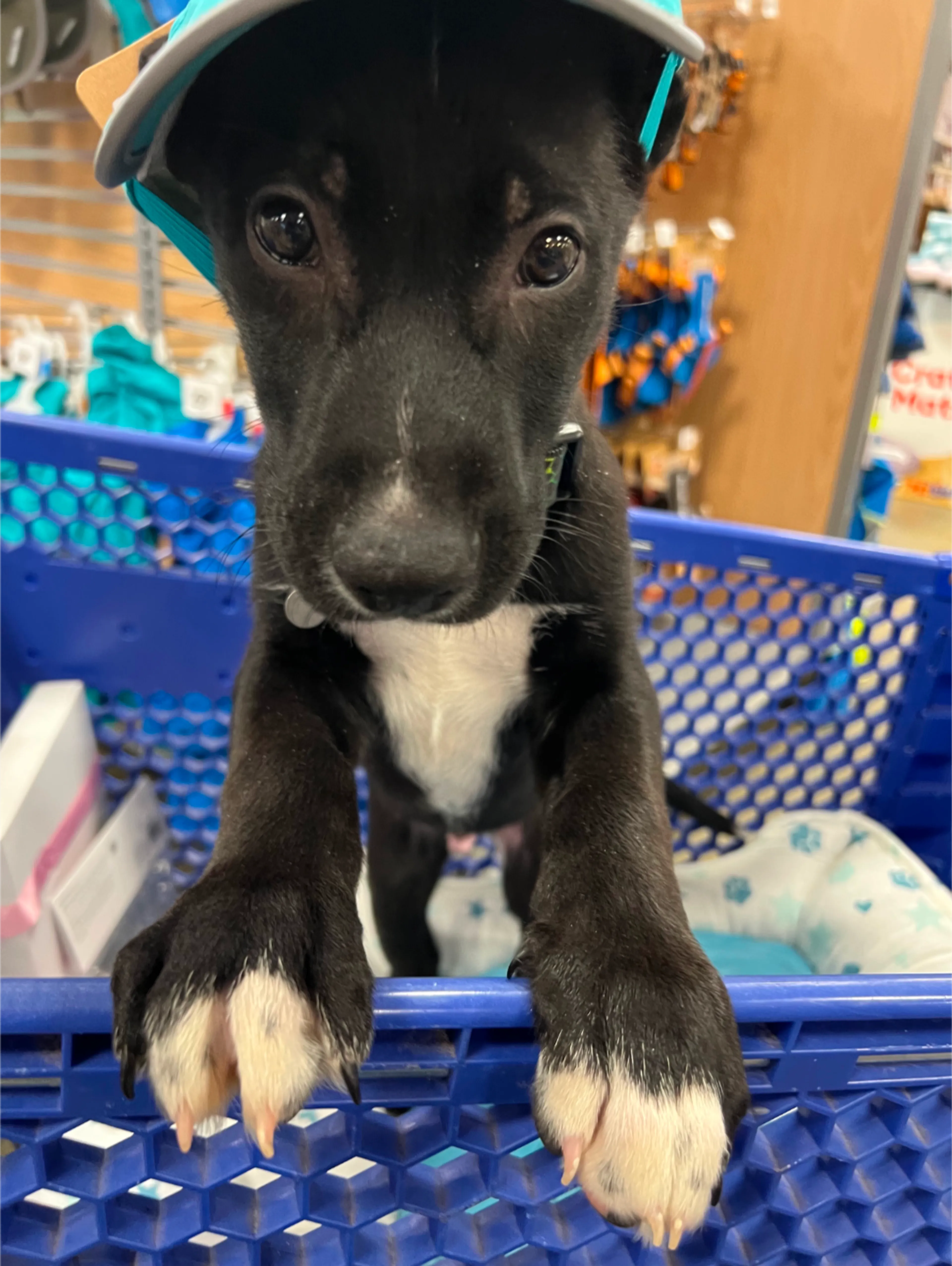 Found pet-6