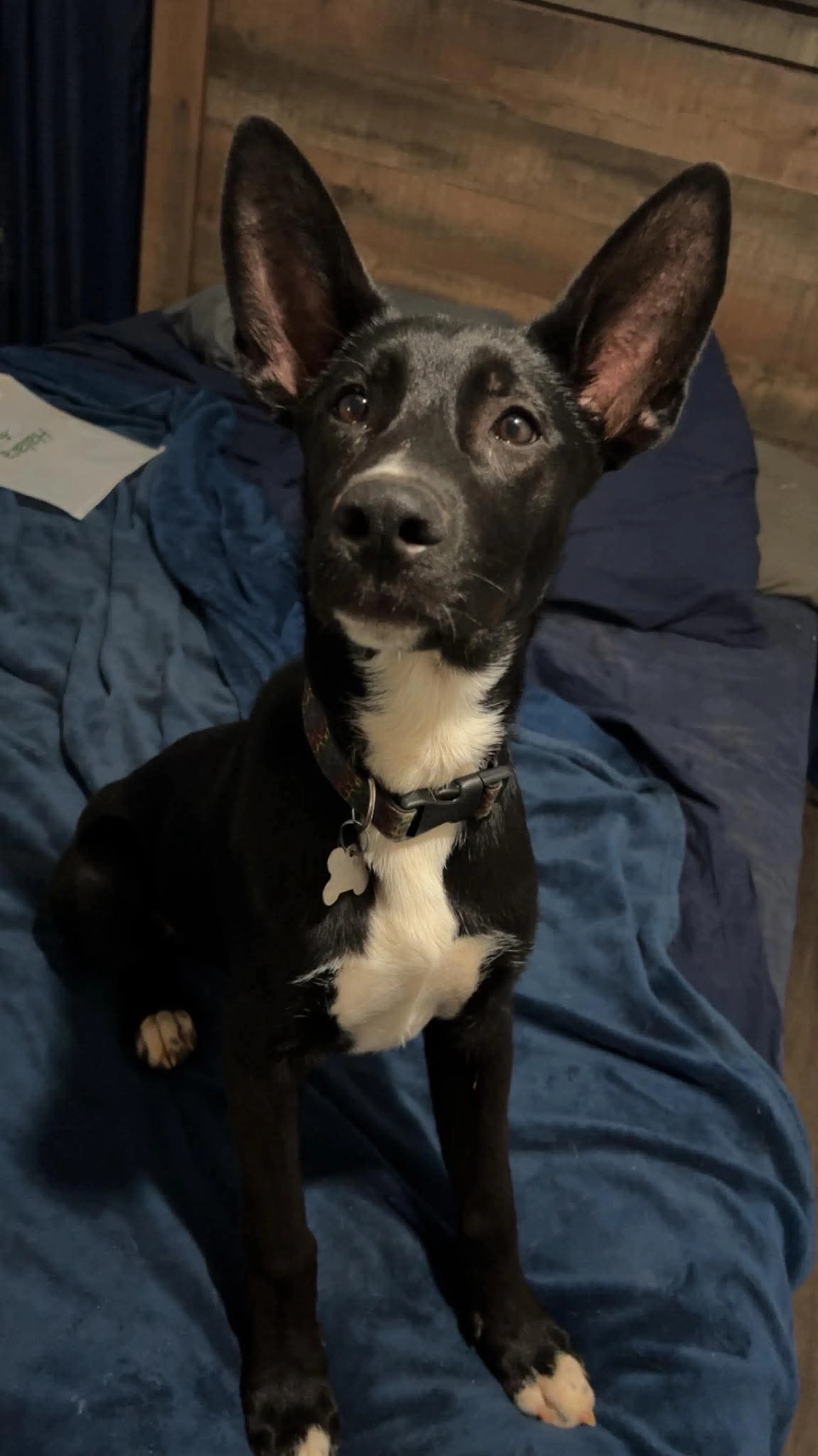Found pet-2