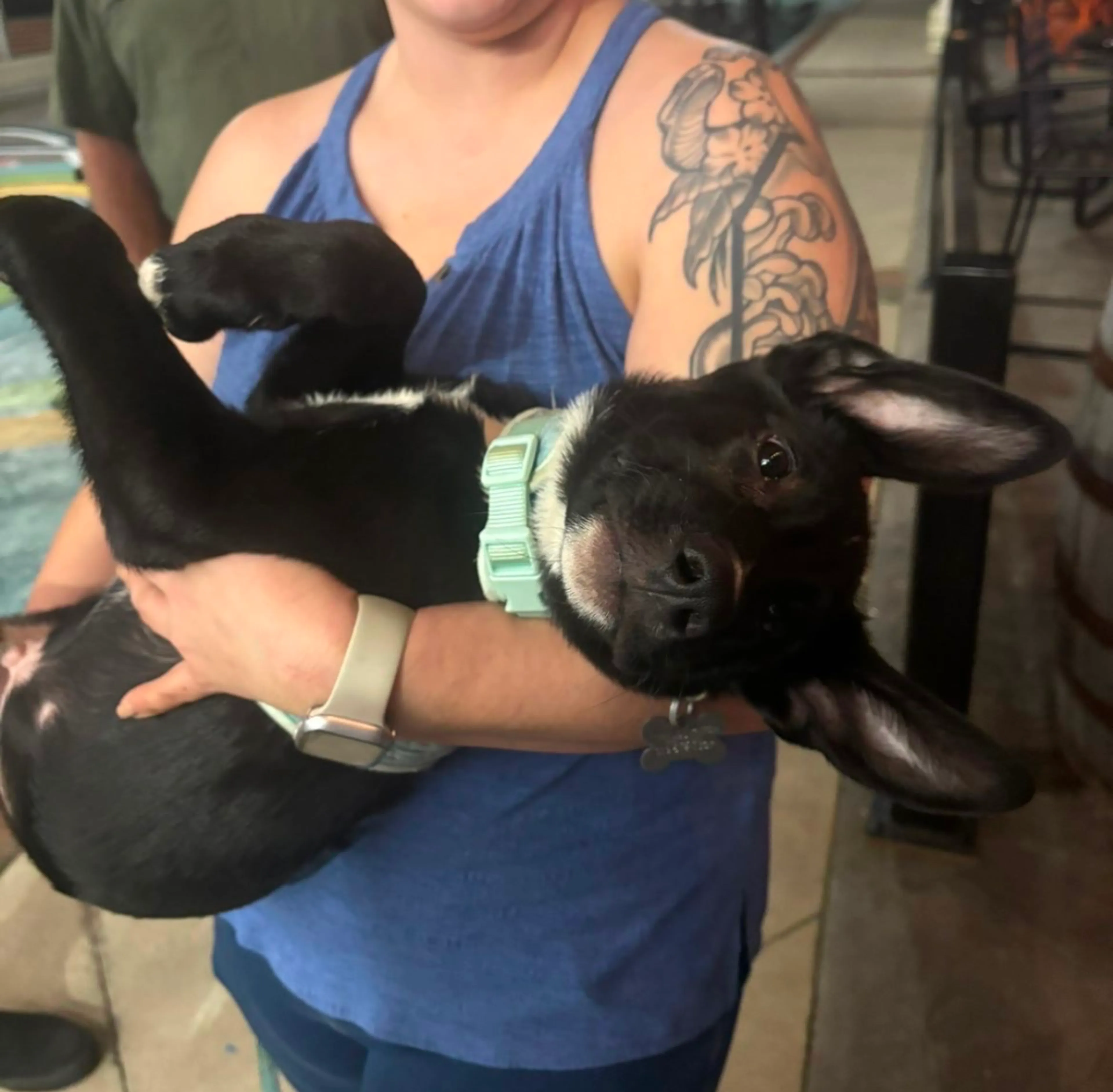 Found pet-5