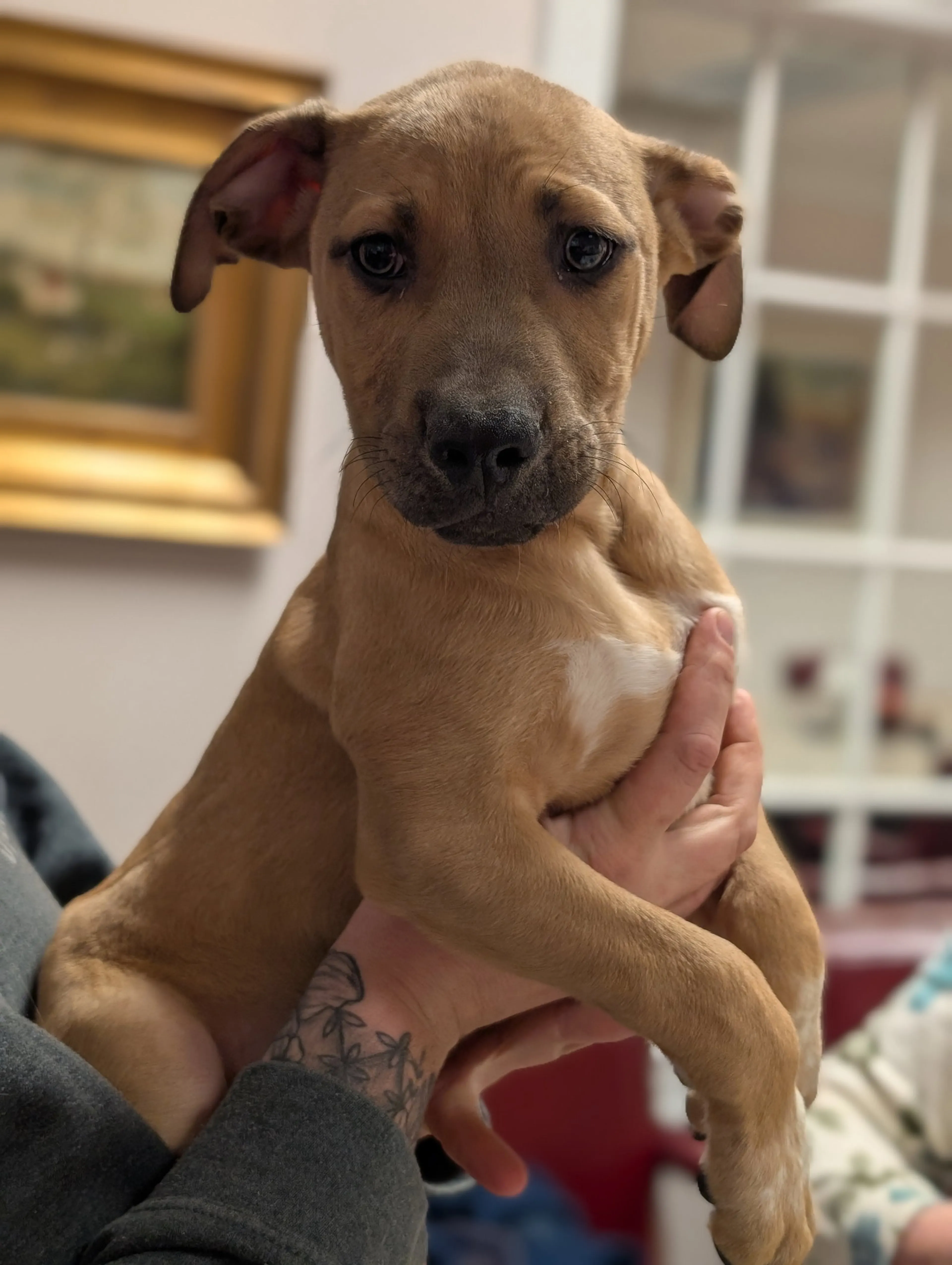 Found pet-3