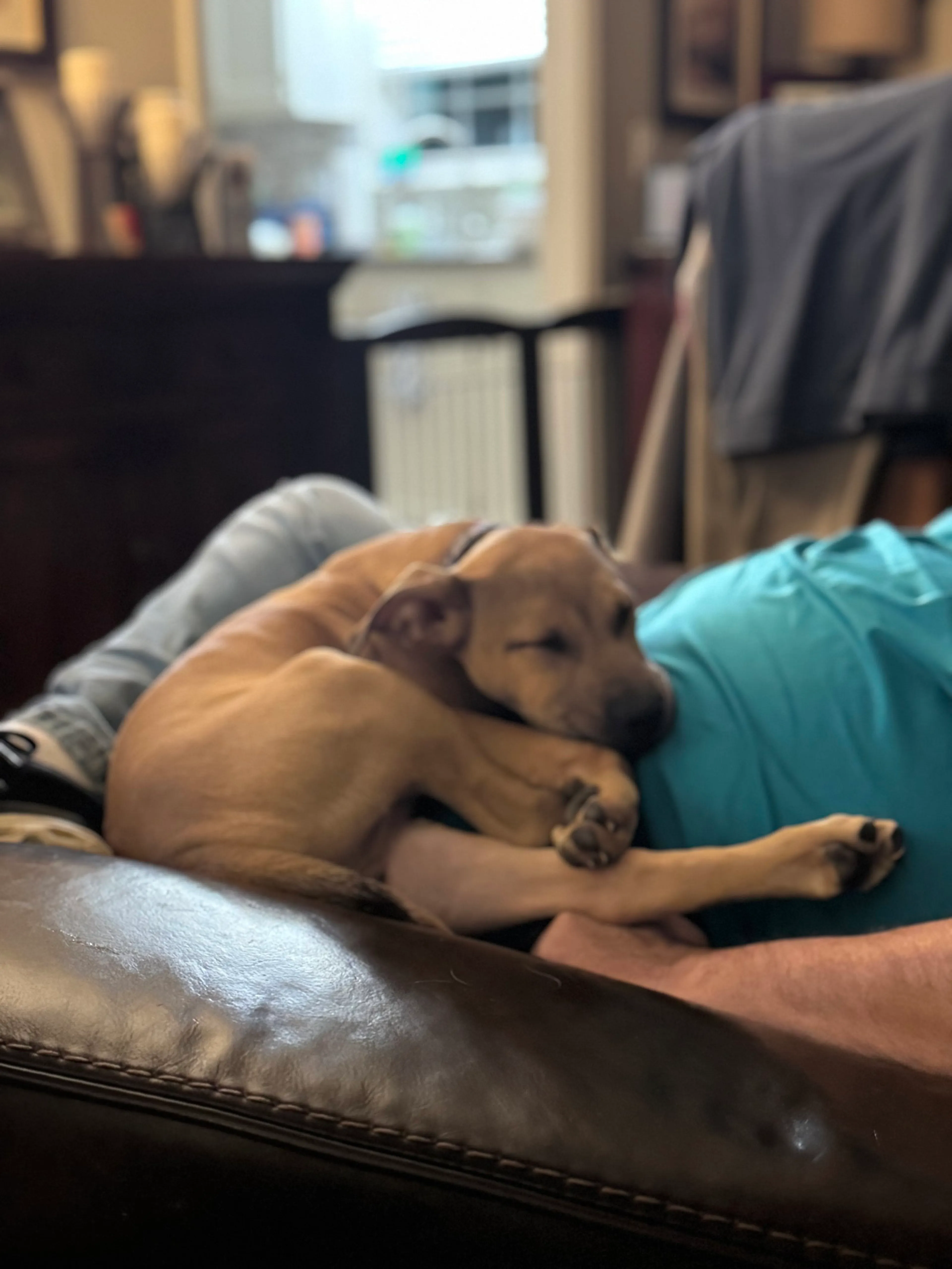 Found pet-6