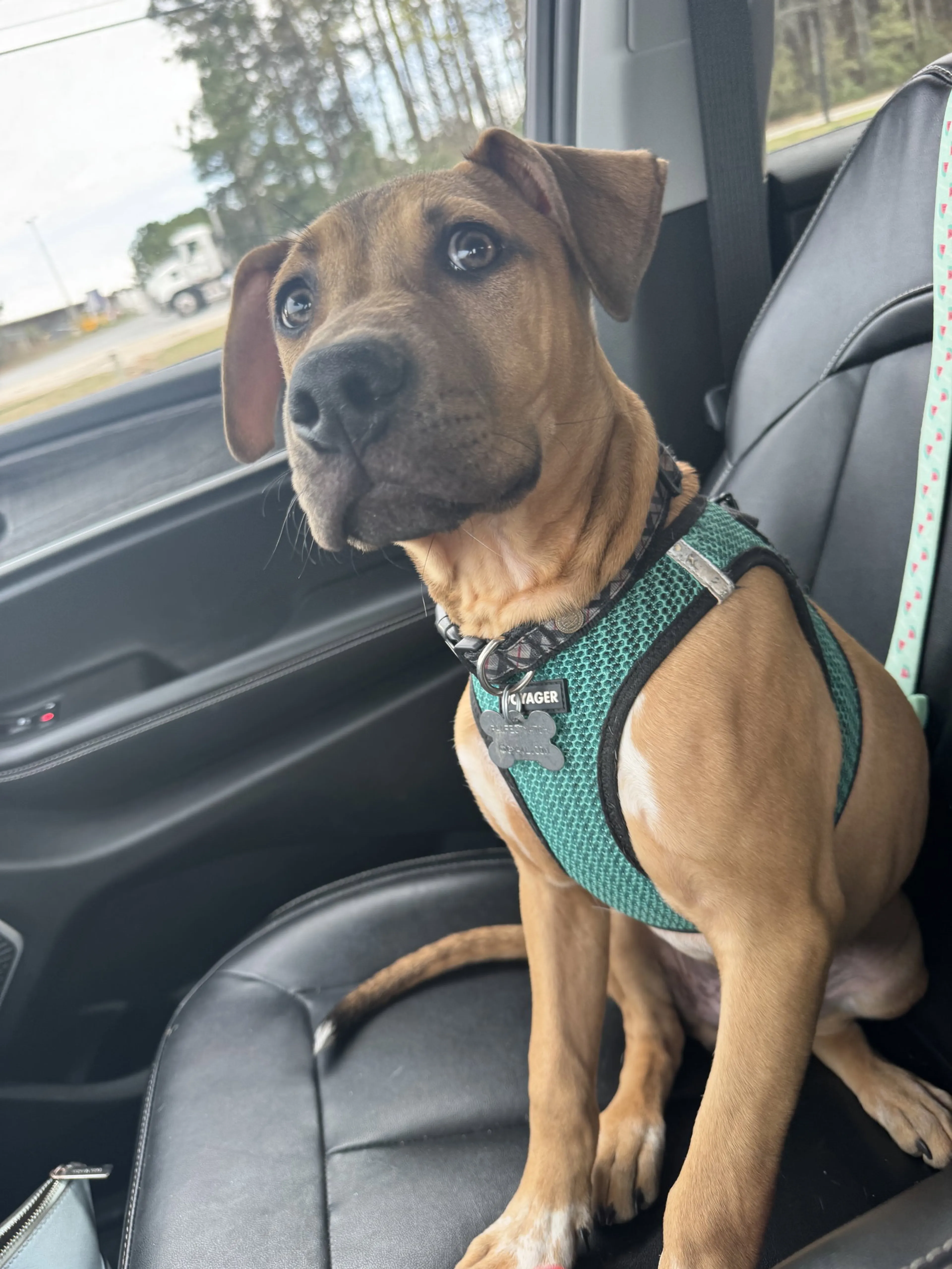 Found pet-7