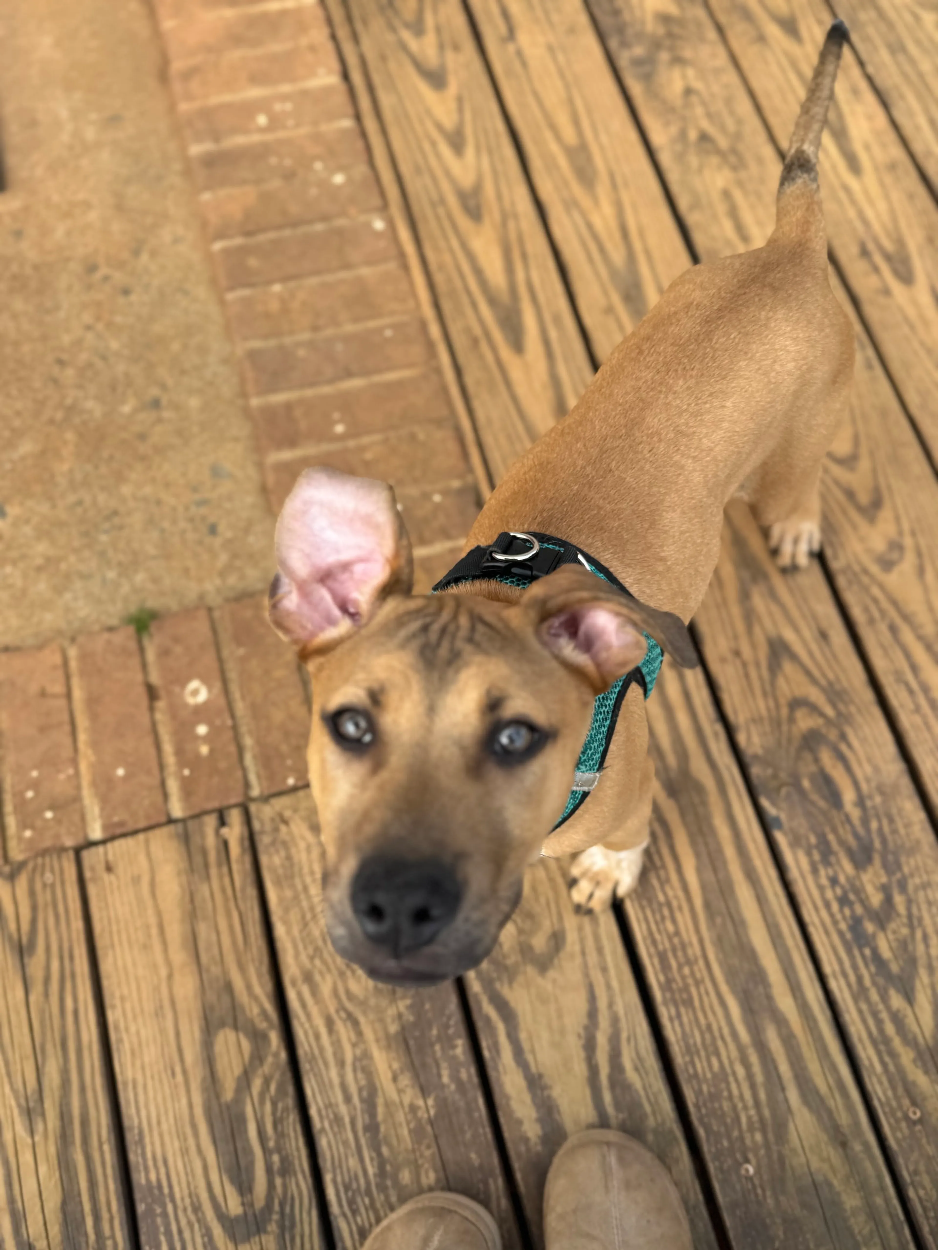 Found pet-11