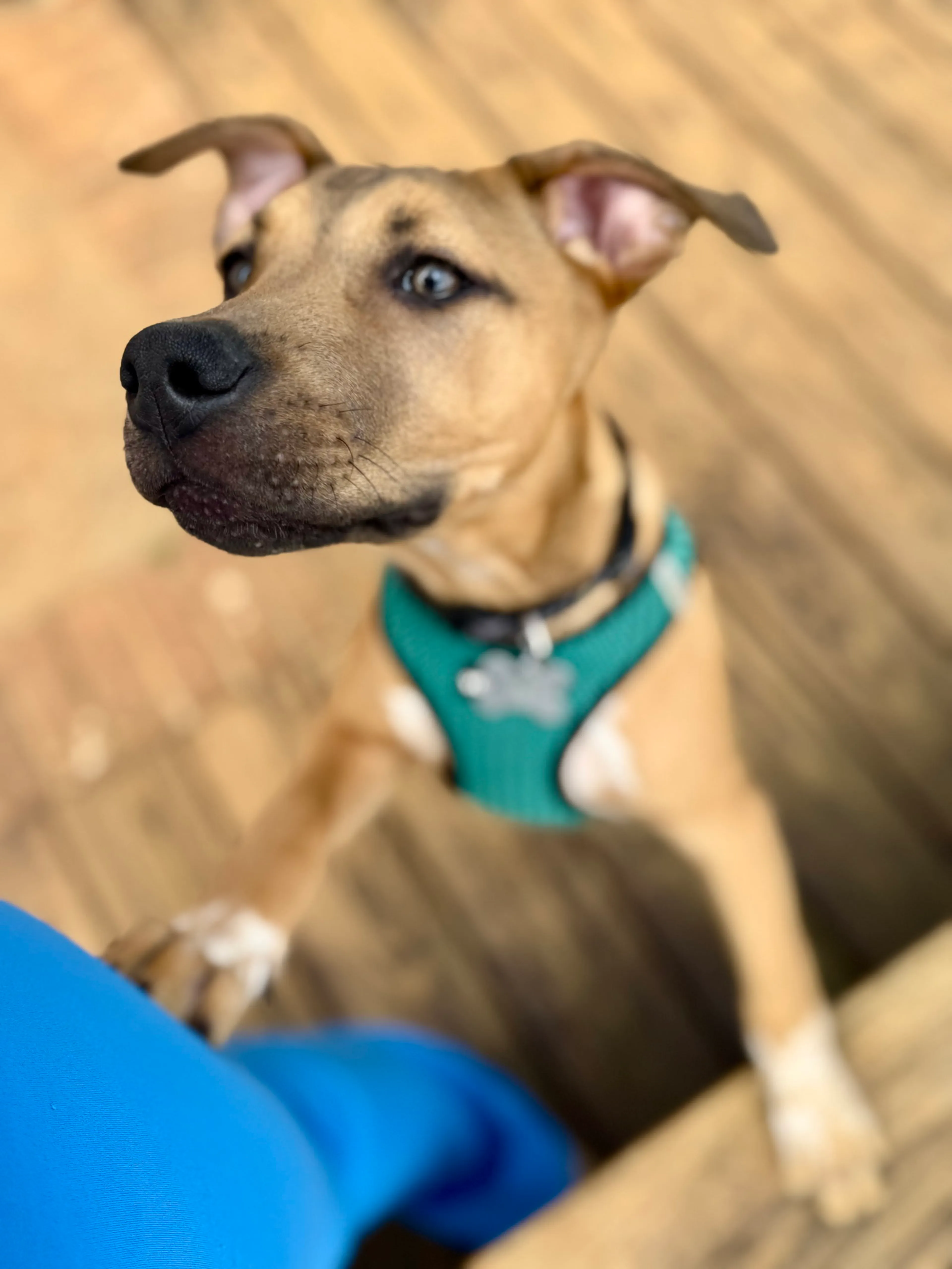 Found pet-10