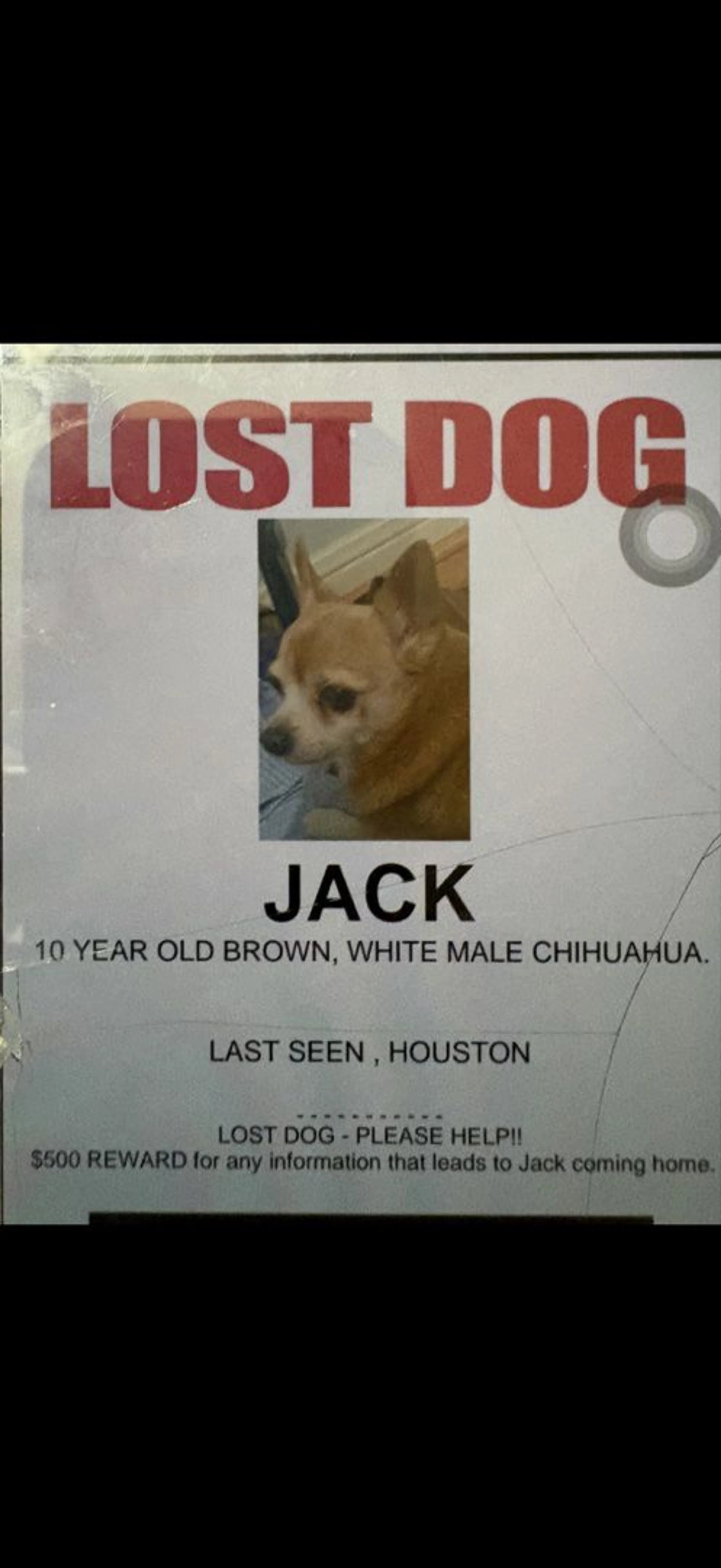 Lost pet