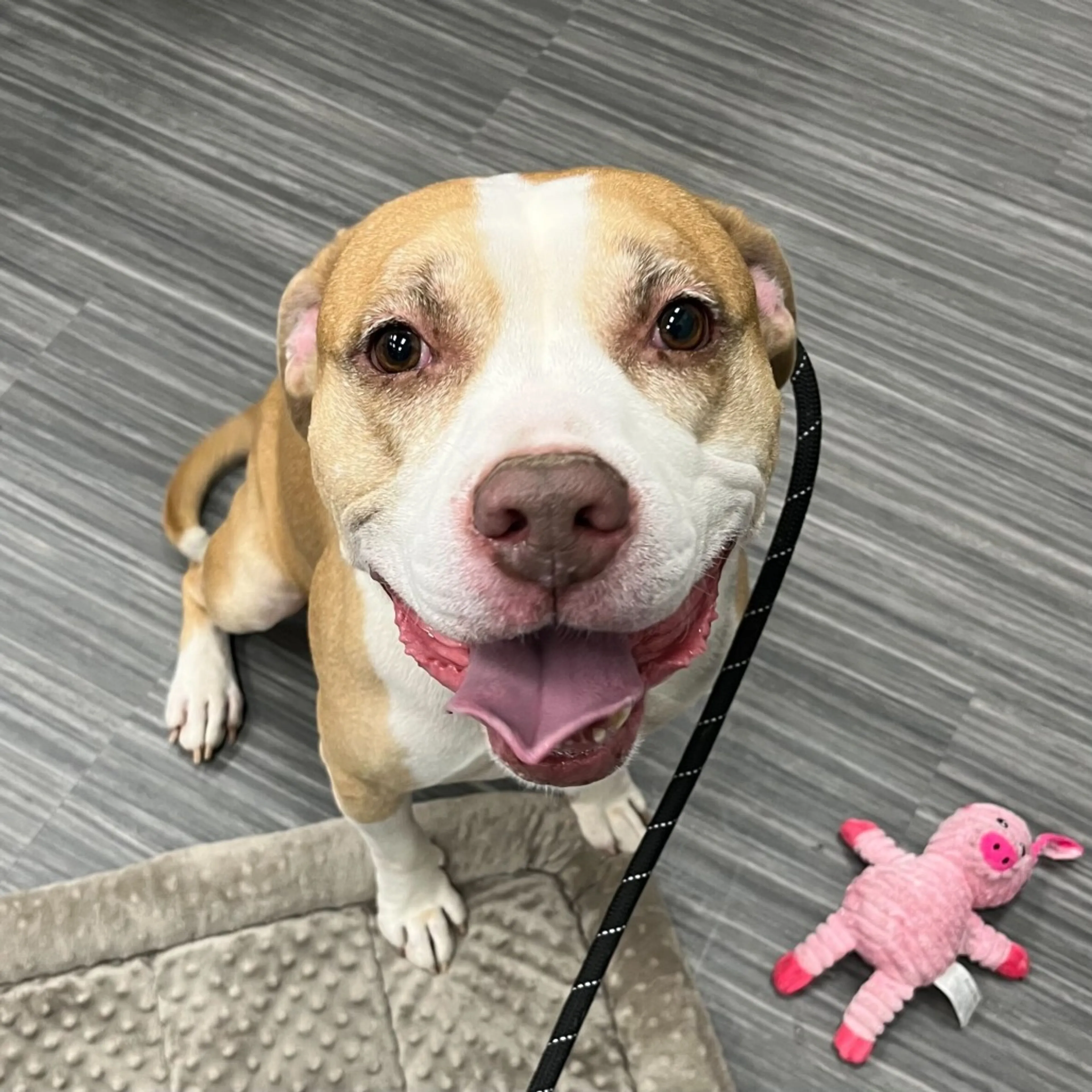 Found pet-5