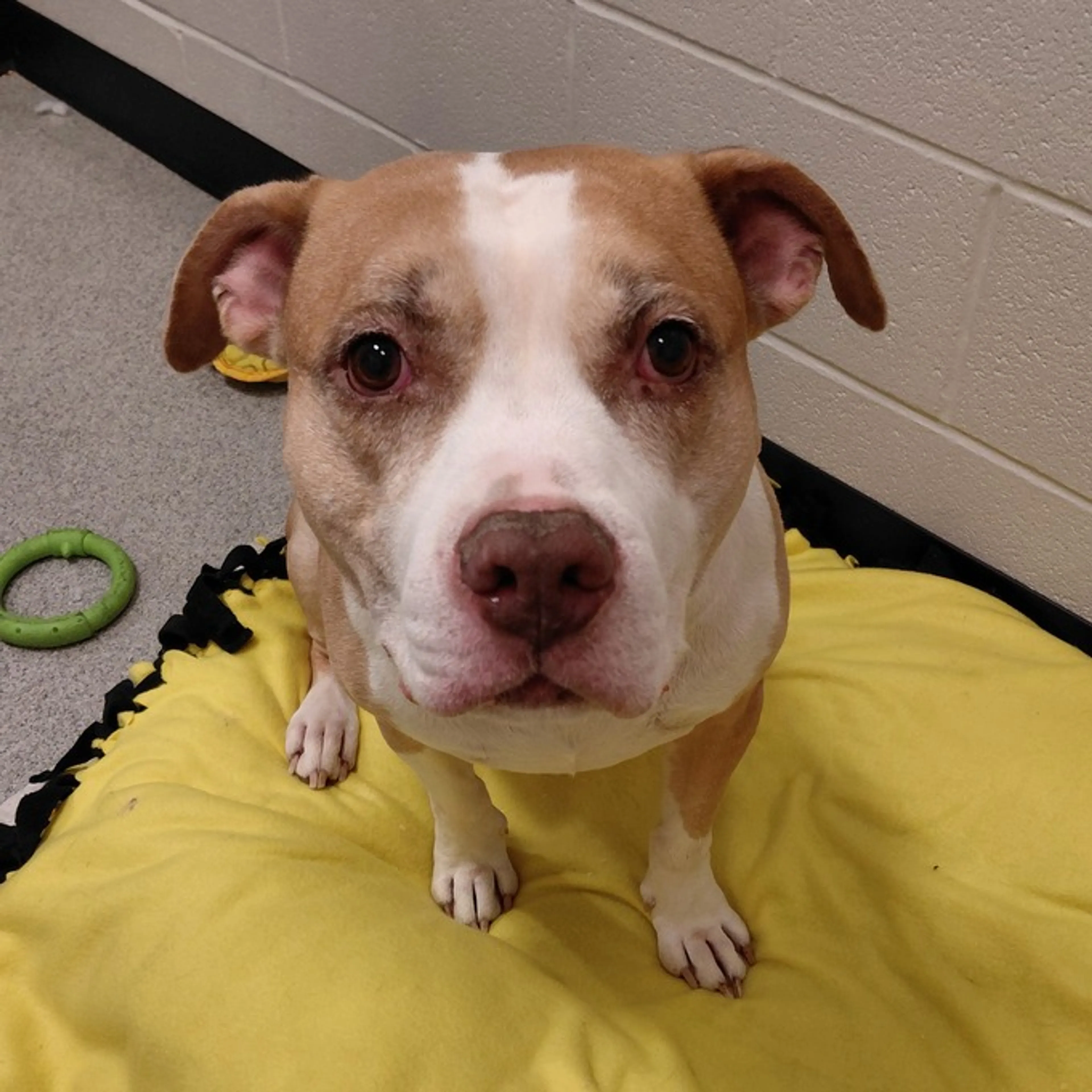 Found pet-11