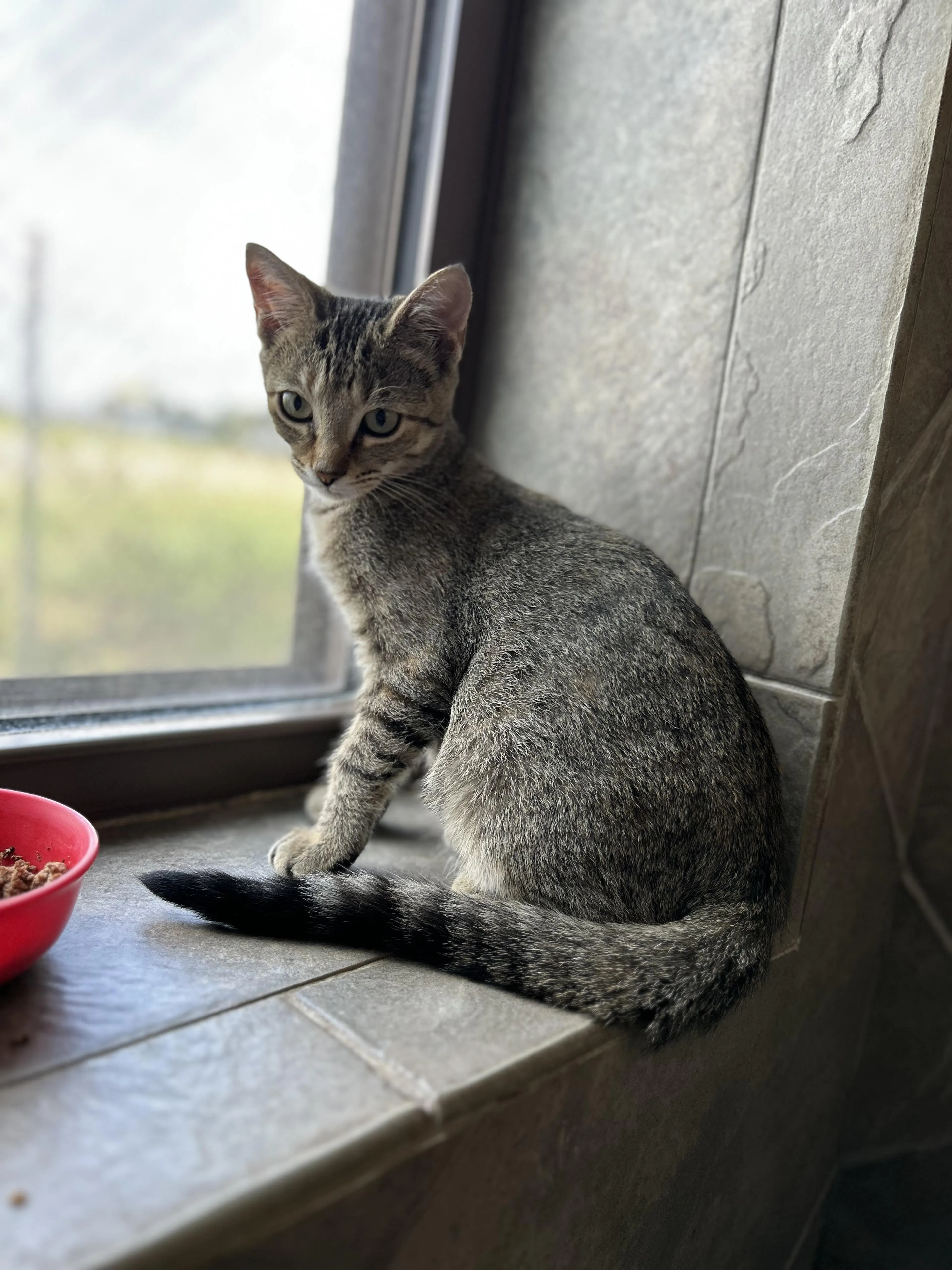 Found pet-1