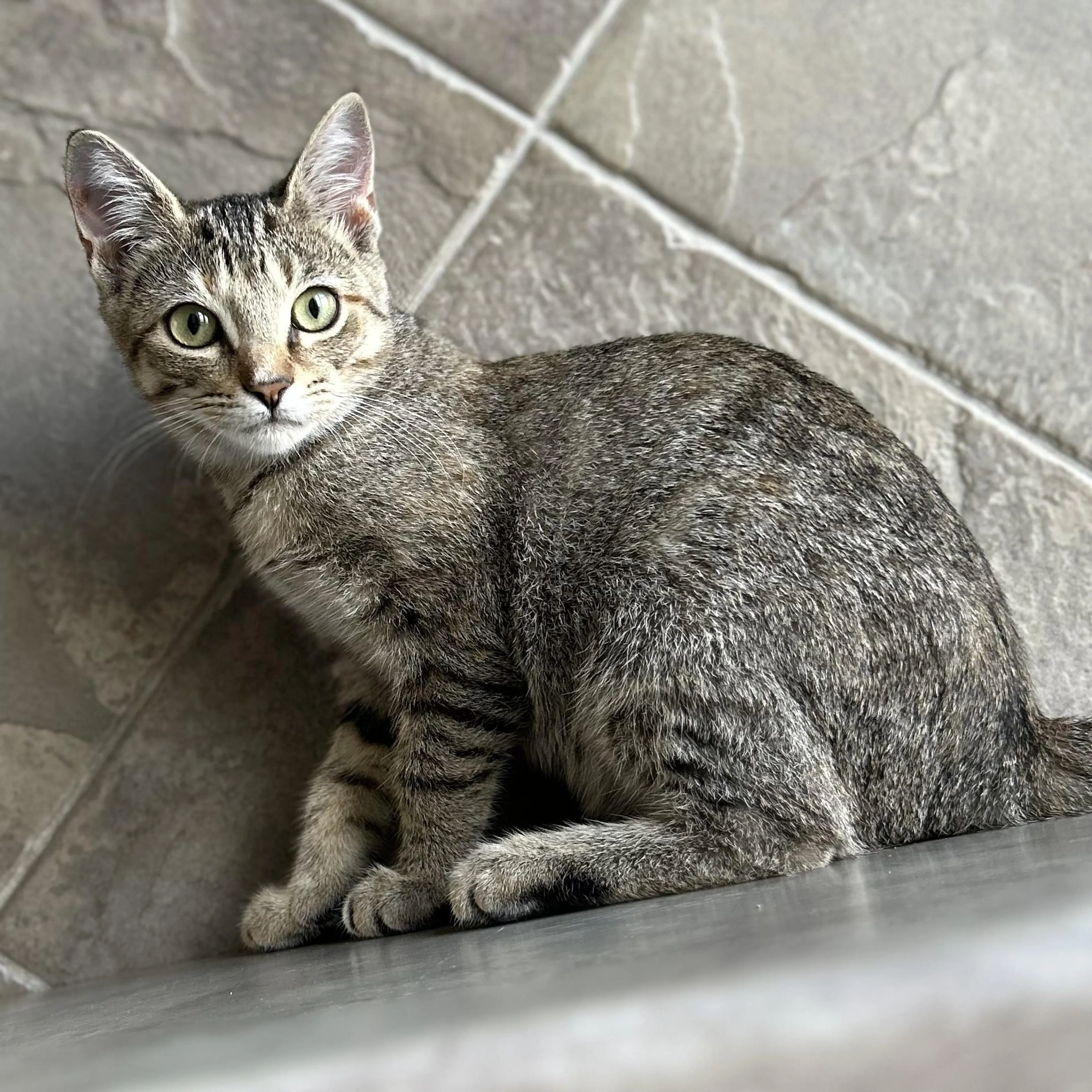 Found pet-3