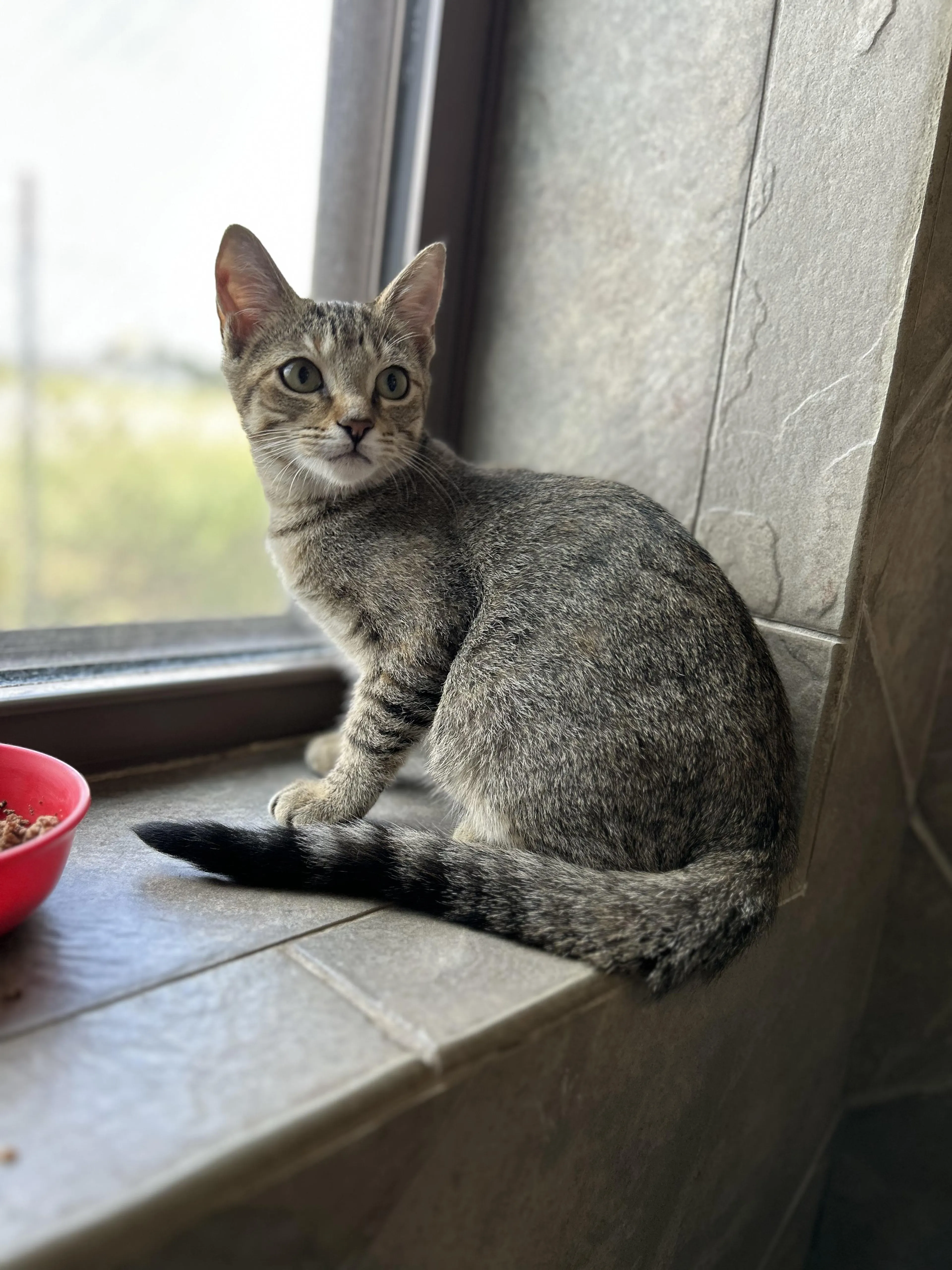 Found pet-4