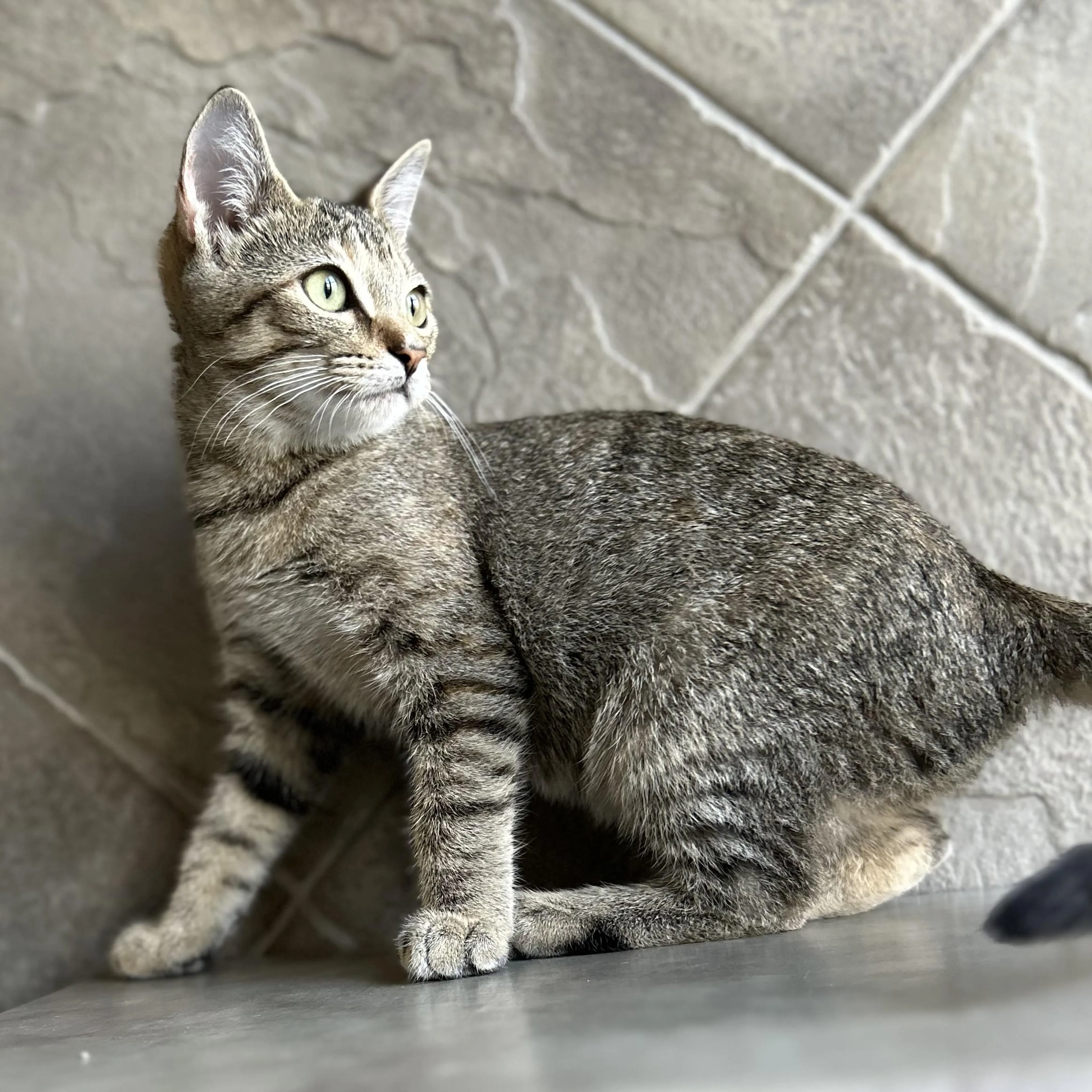 Found pet-0