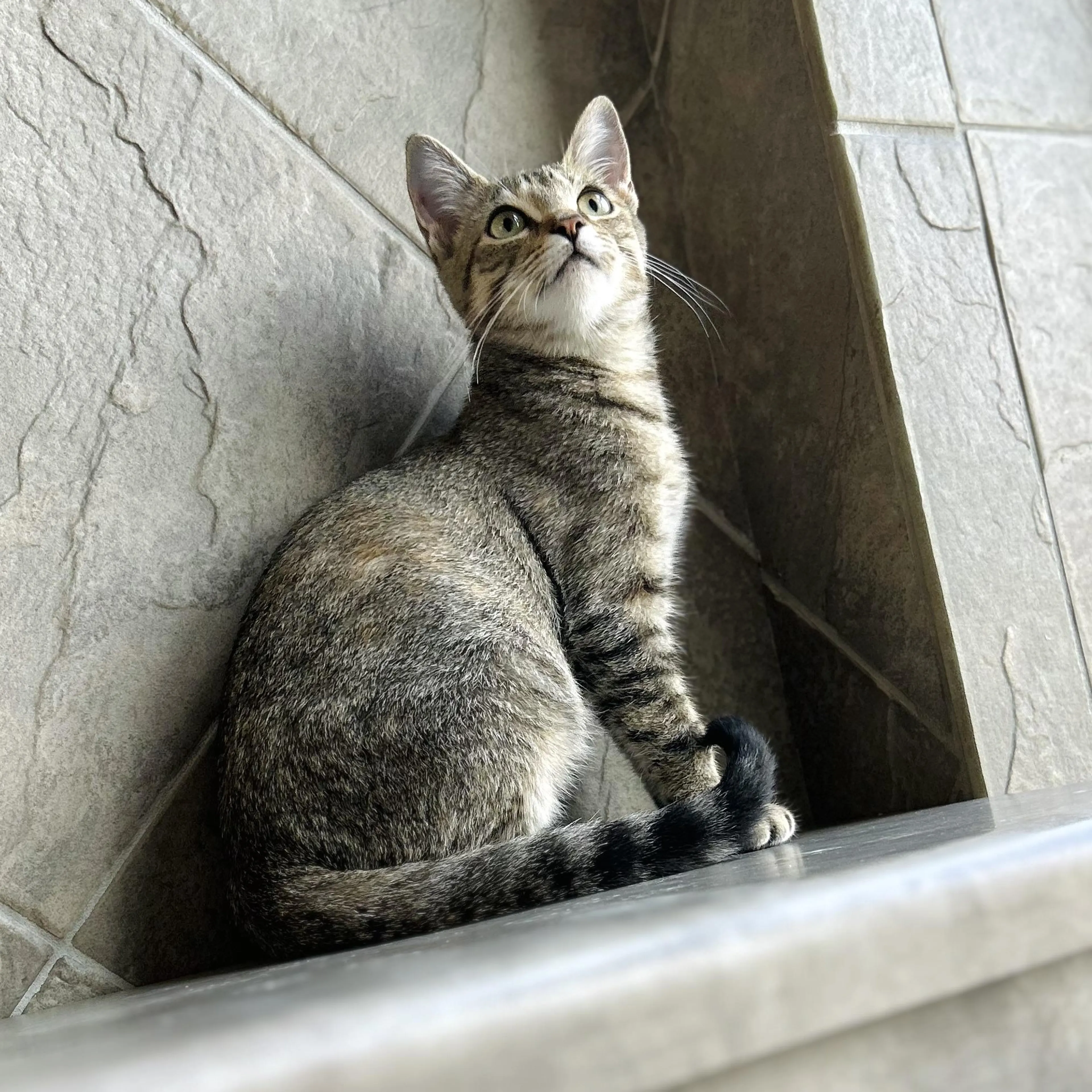 Found pet-2