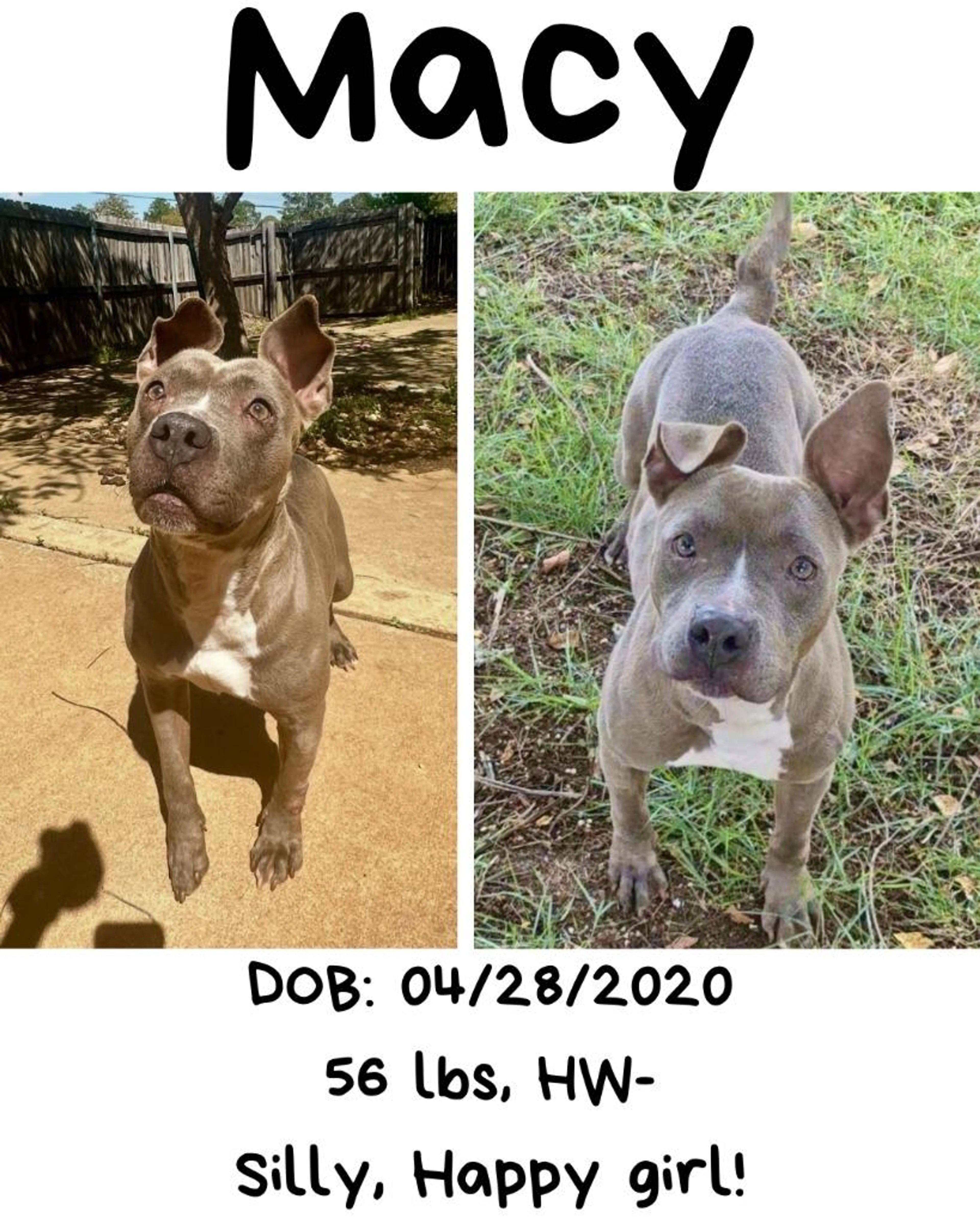 Found pet-2