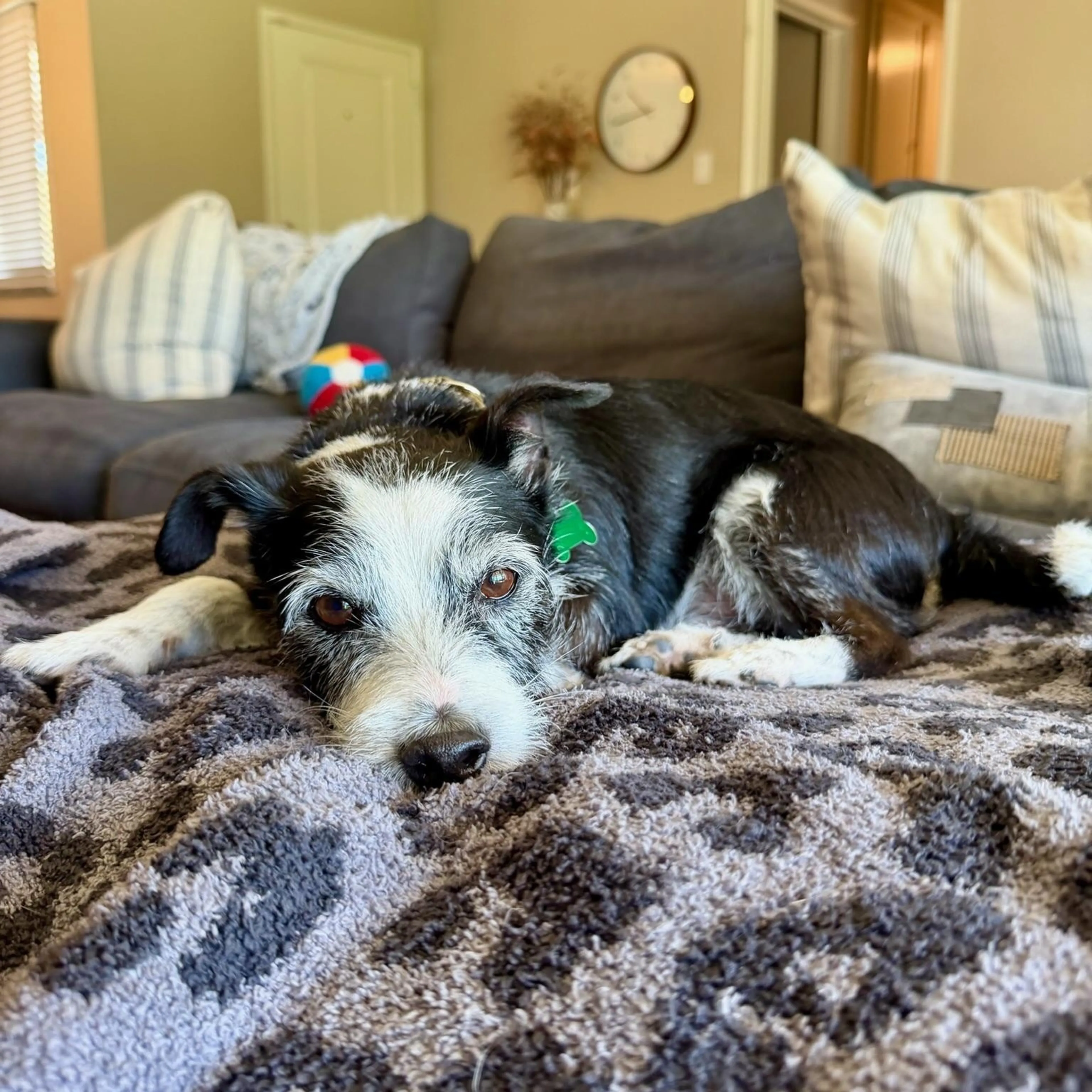 Found pet-3