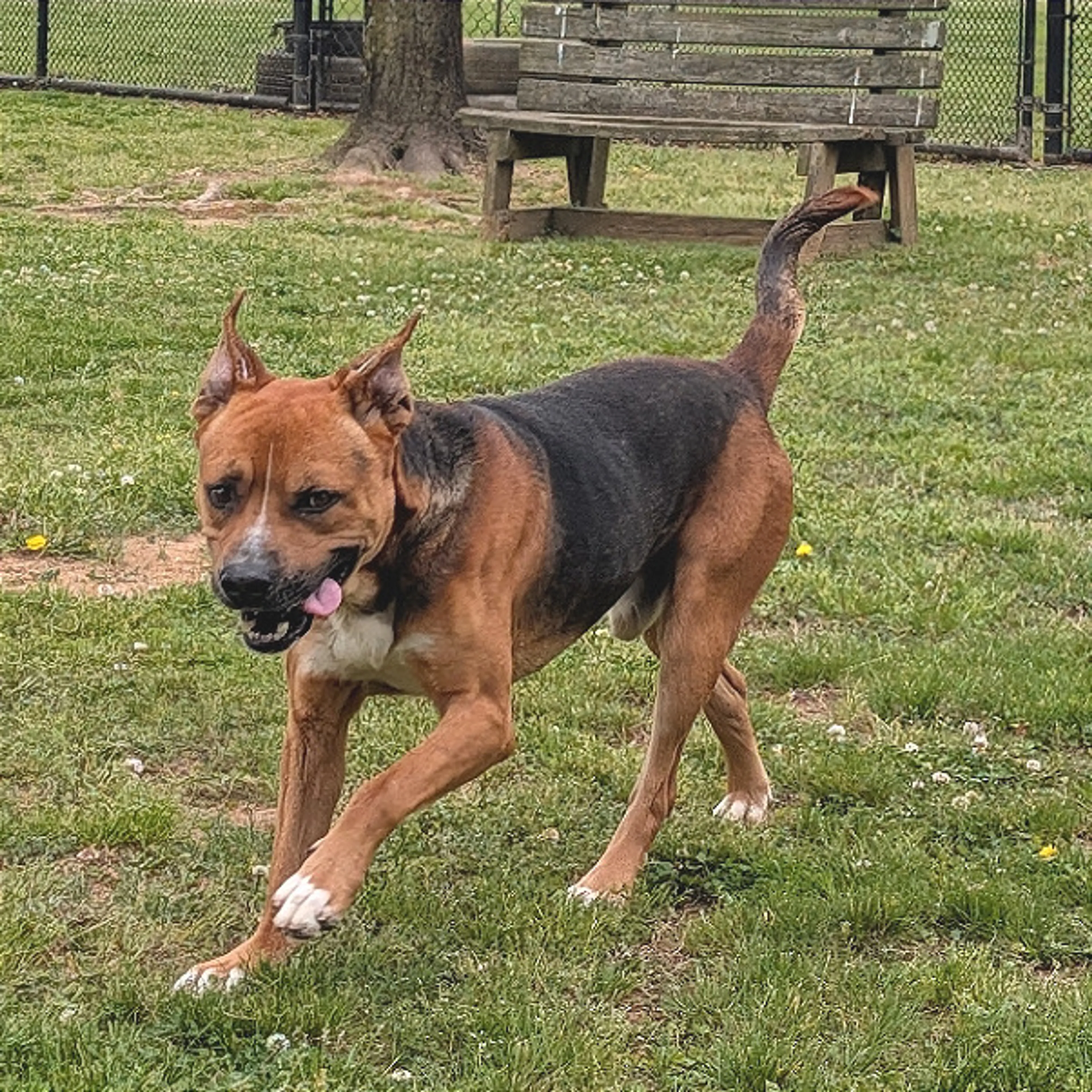 Found pet-1