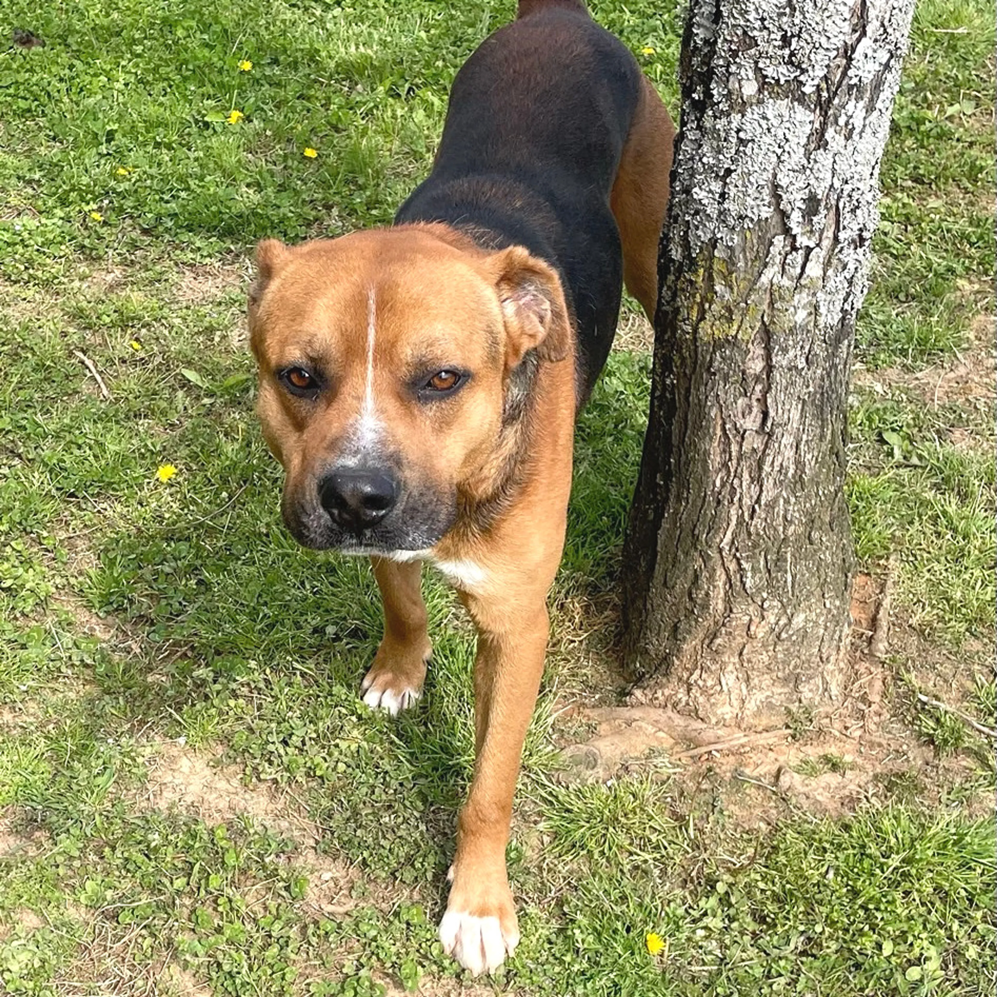 Found pet-3