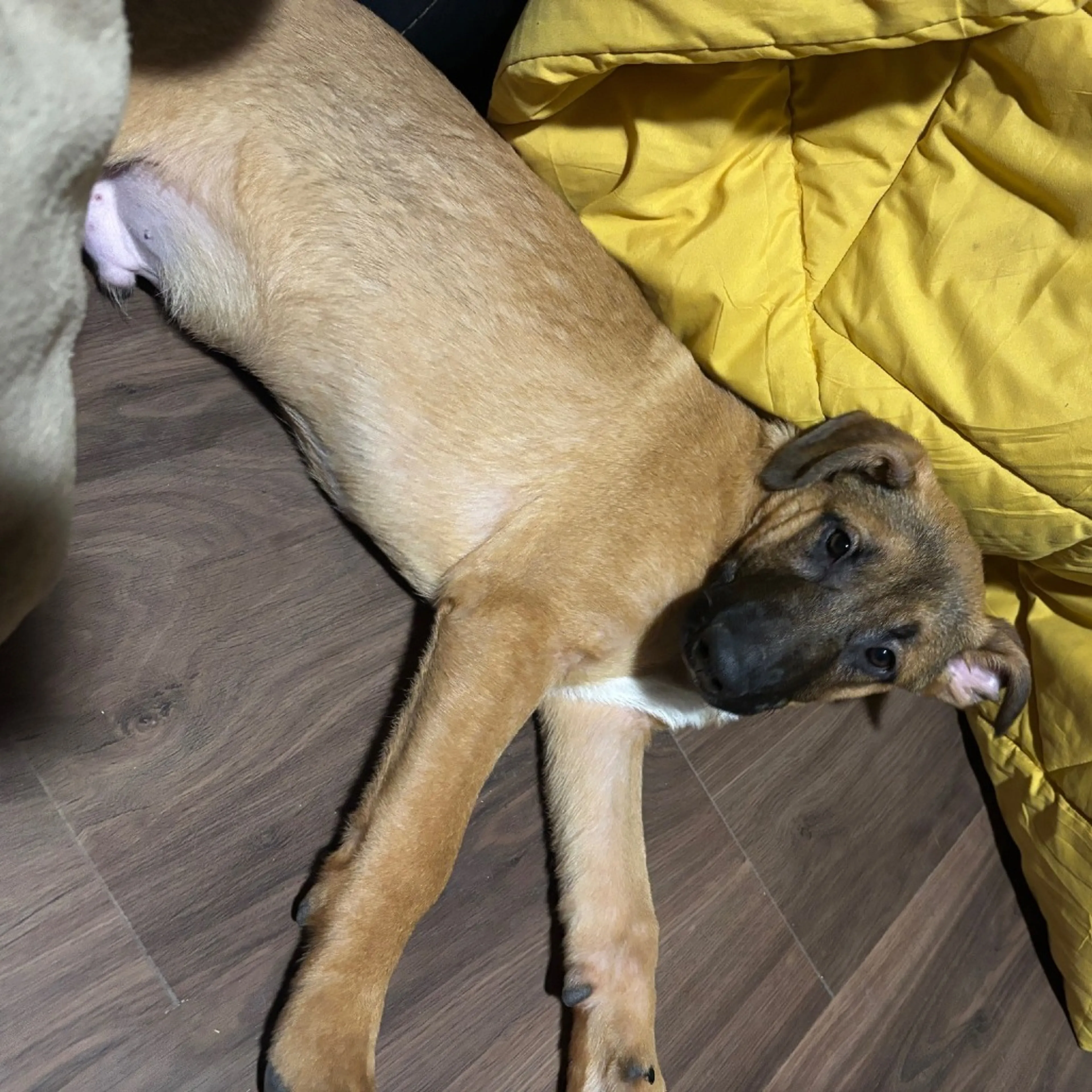 Found pet-2