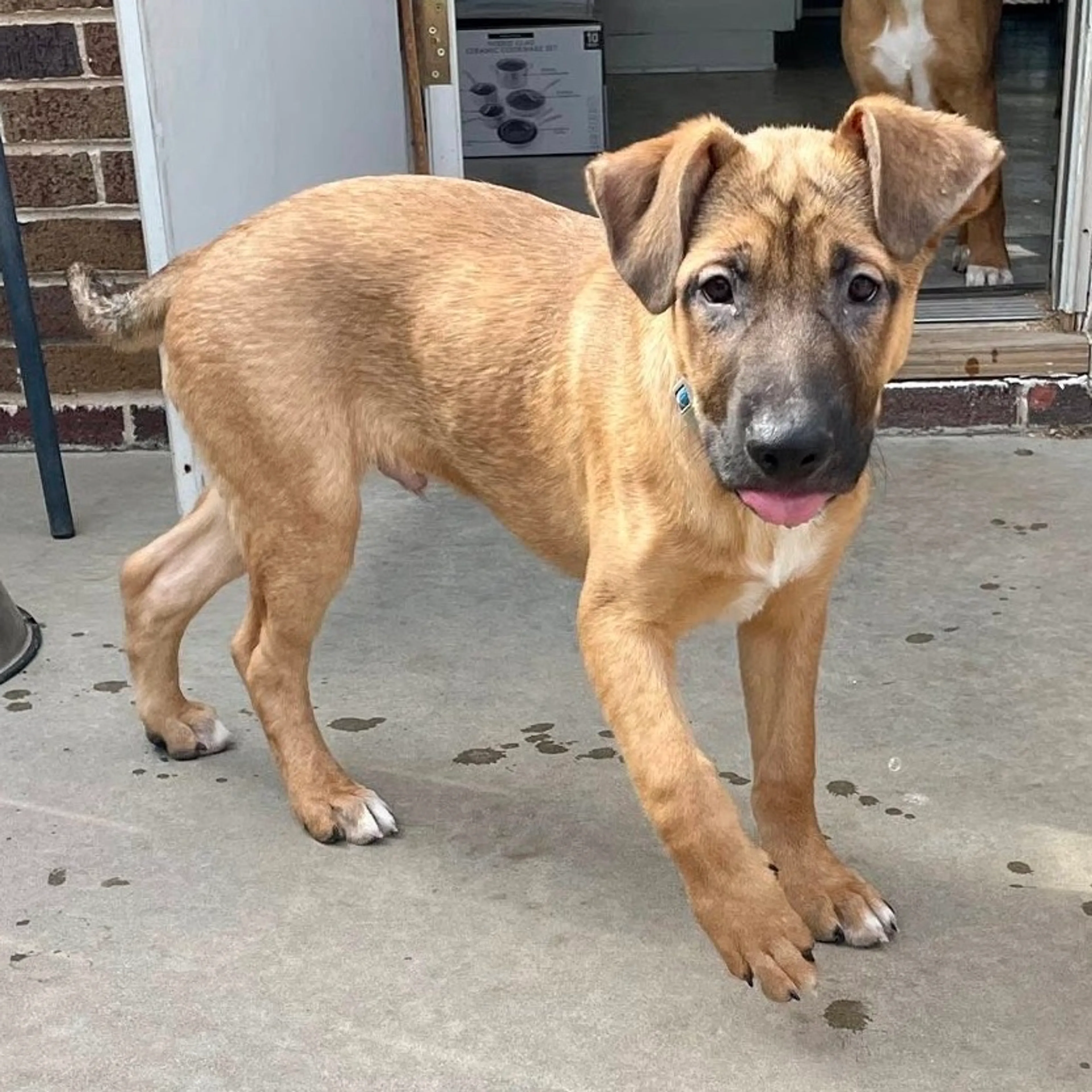 Found pet-4