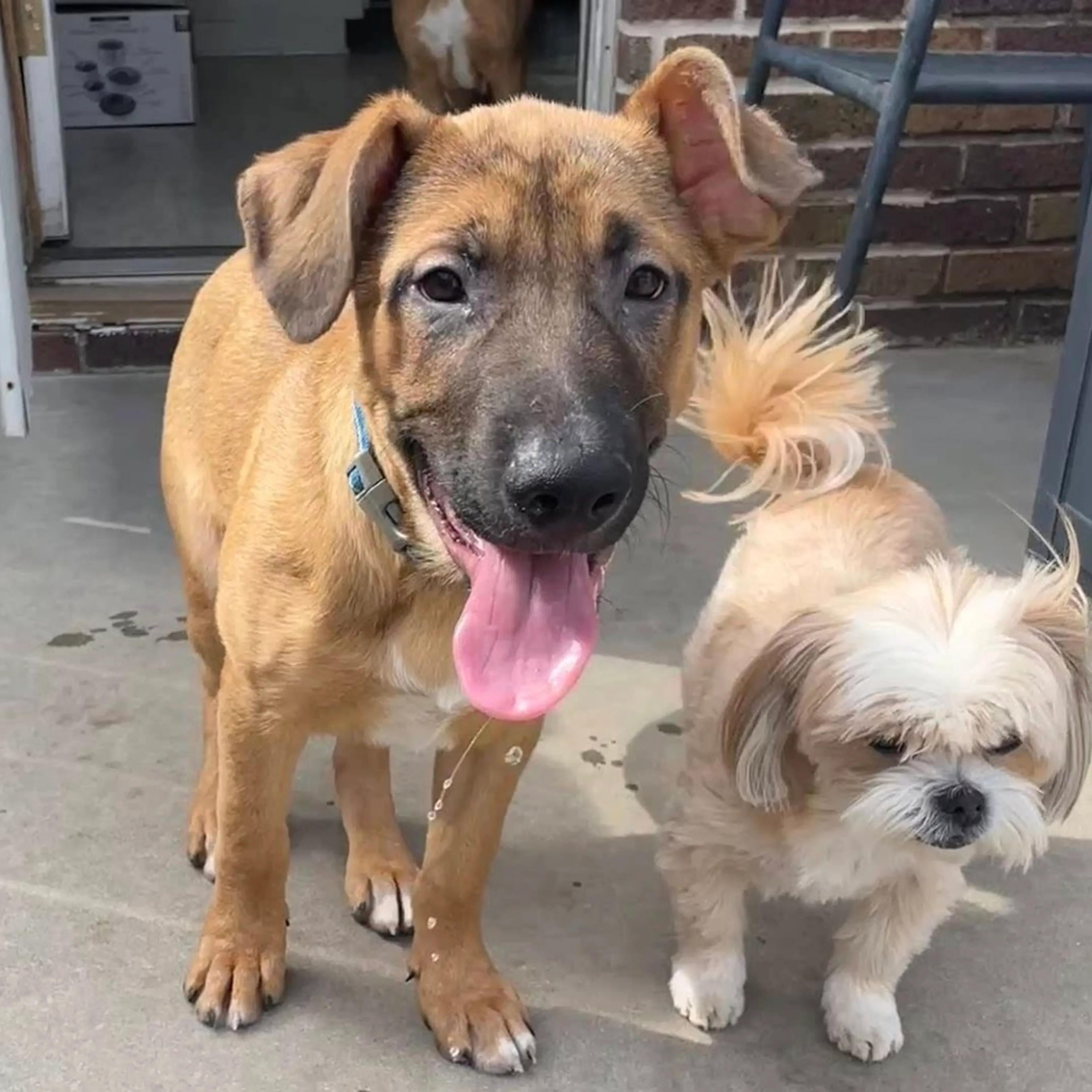Found pet-3