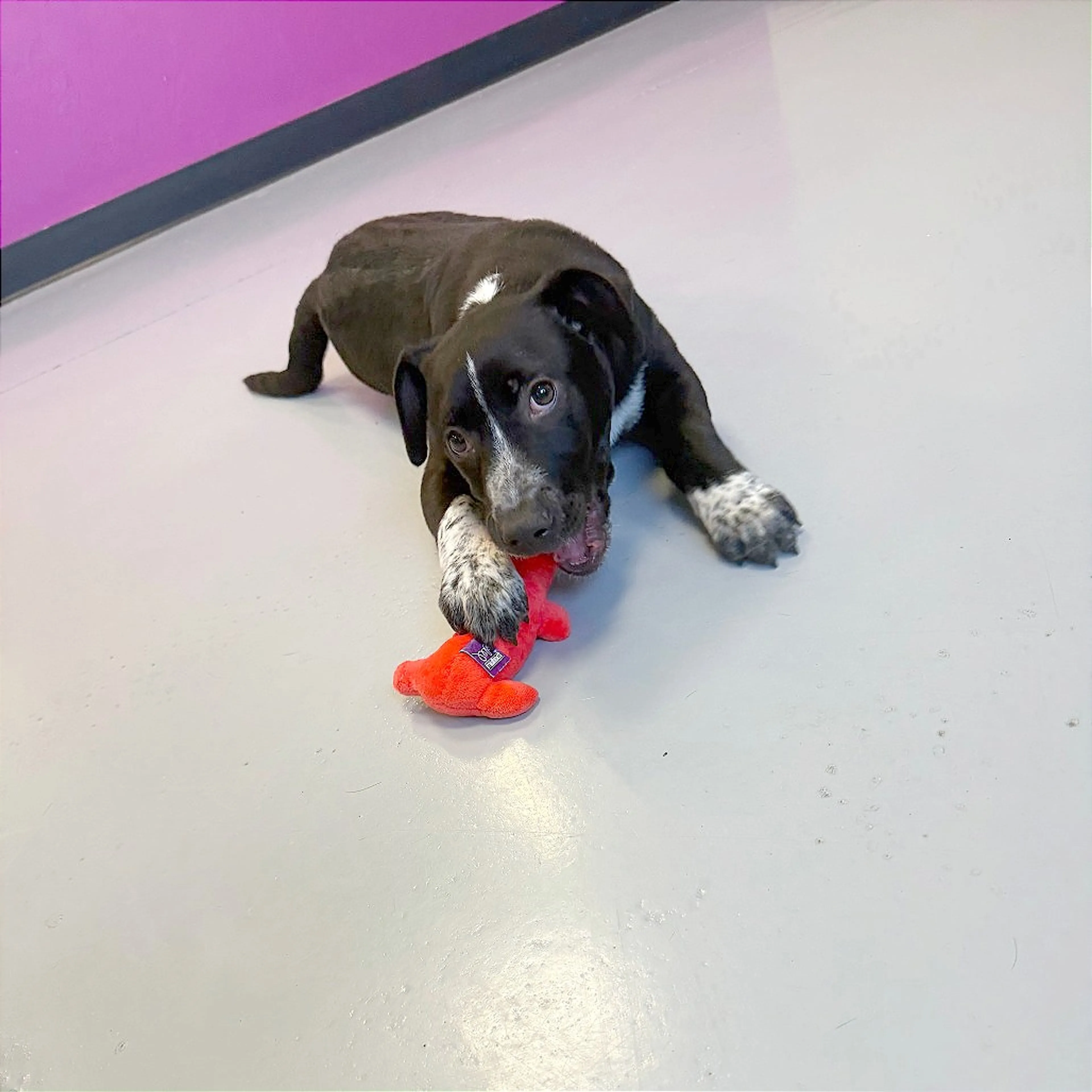 Found pet-2