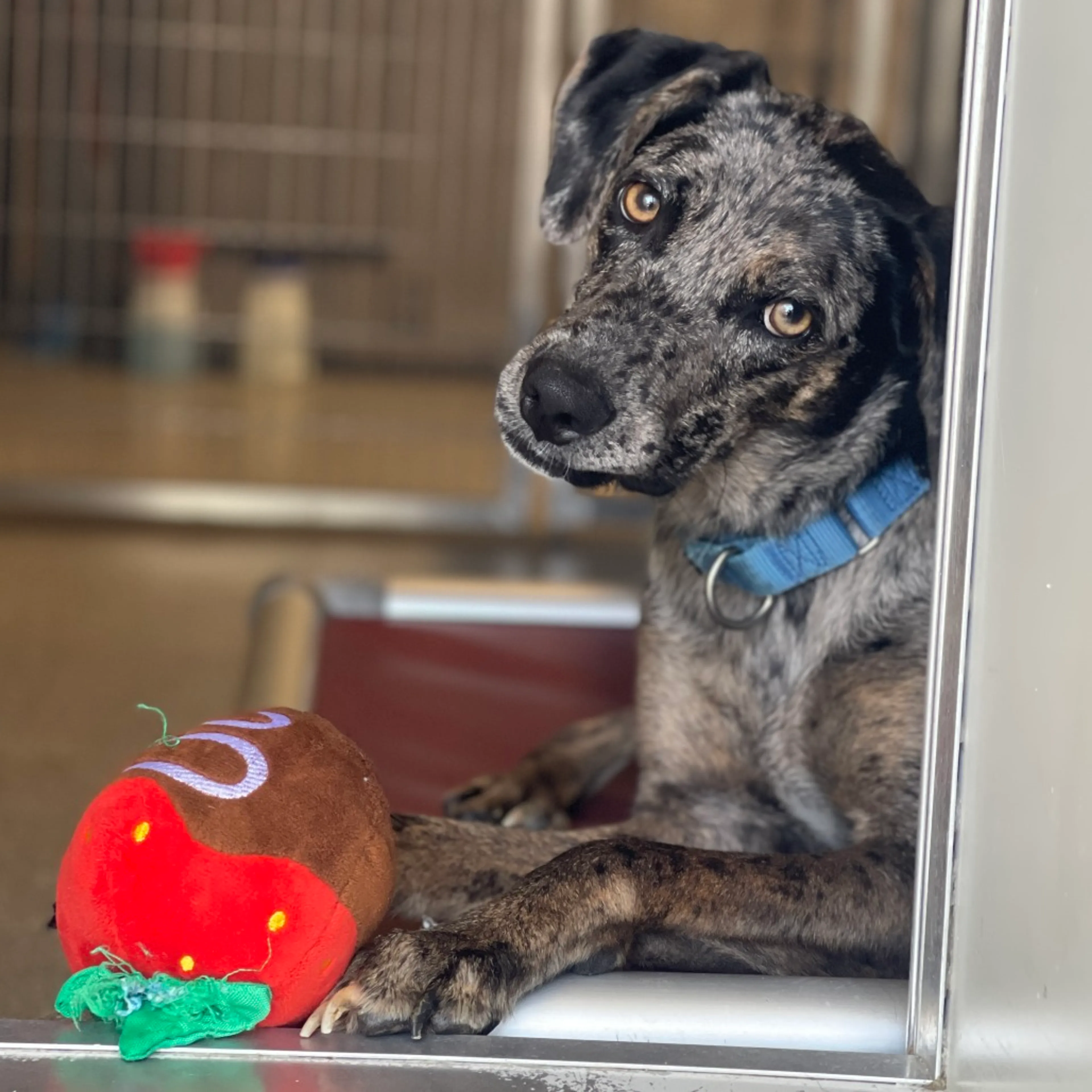 Found pet-2
