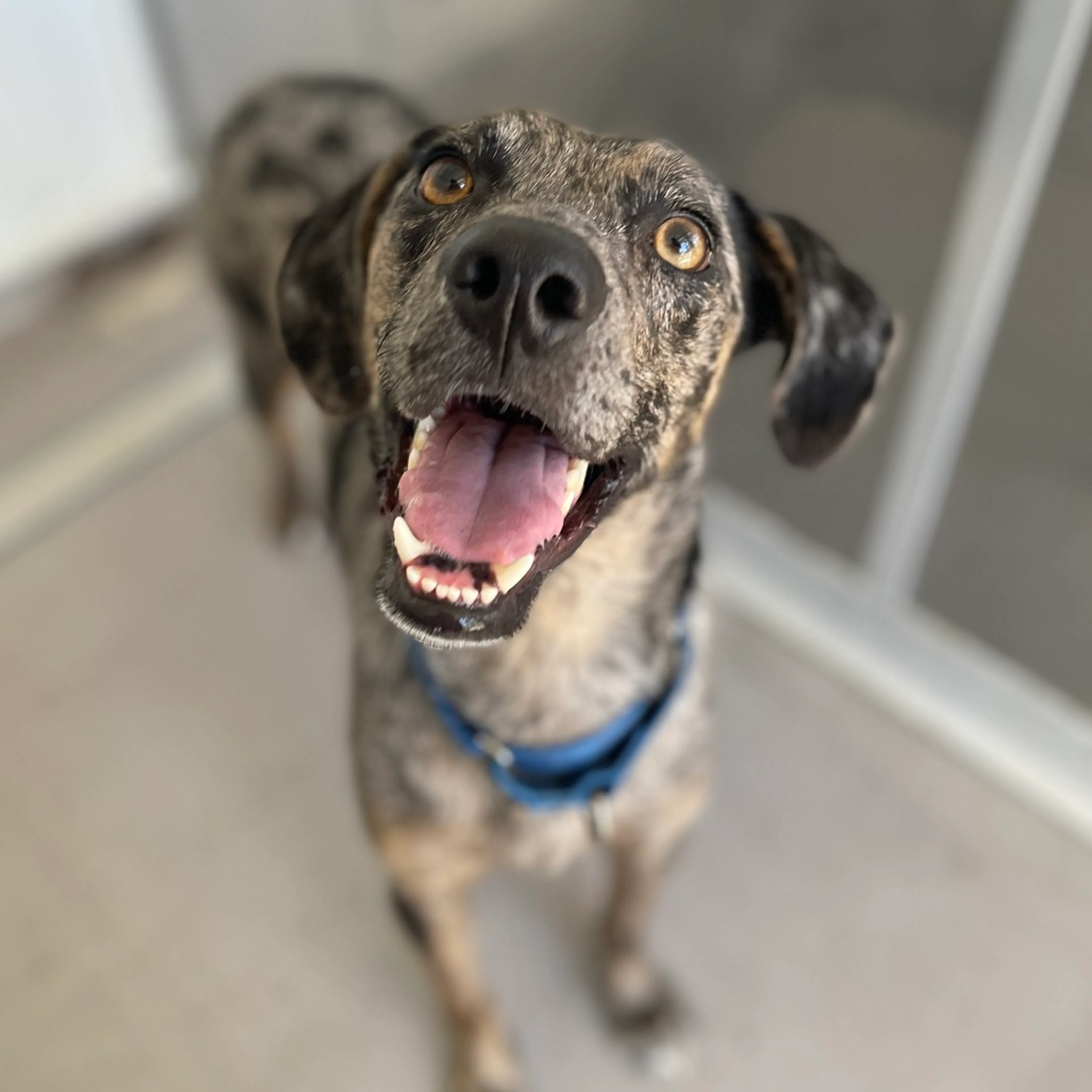 Found pet-3