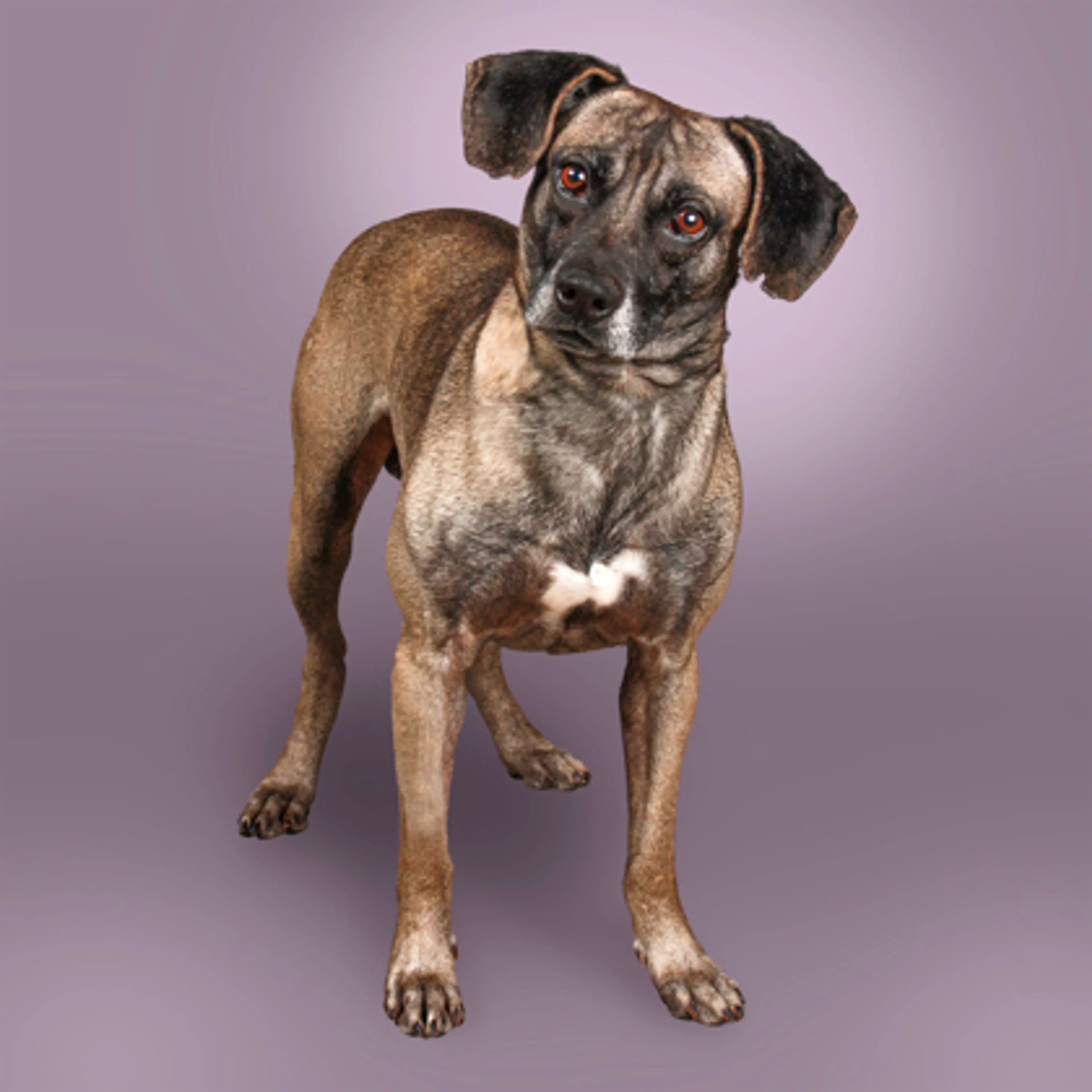 Found pet-0